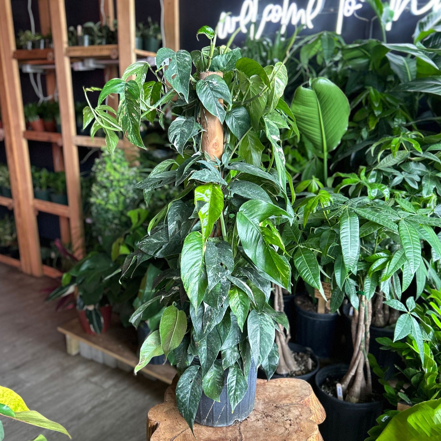 Epipremnum Pinnatum Albo 10” (Totem)