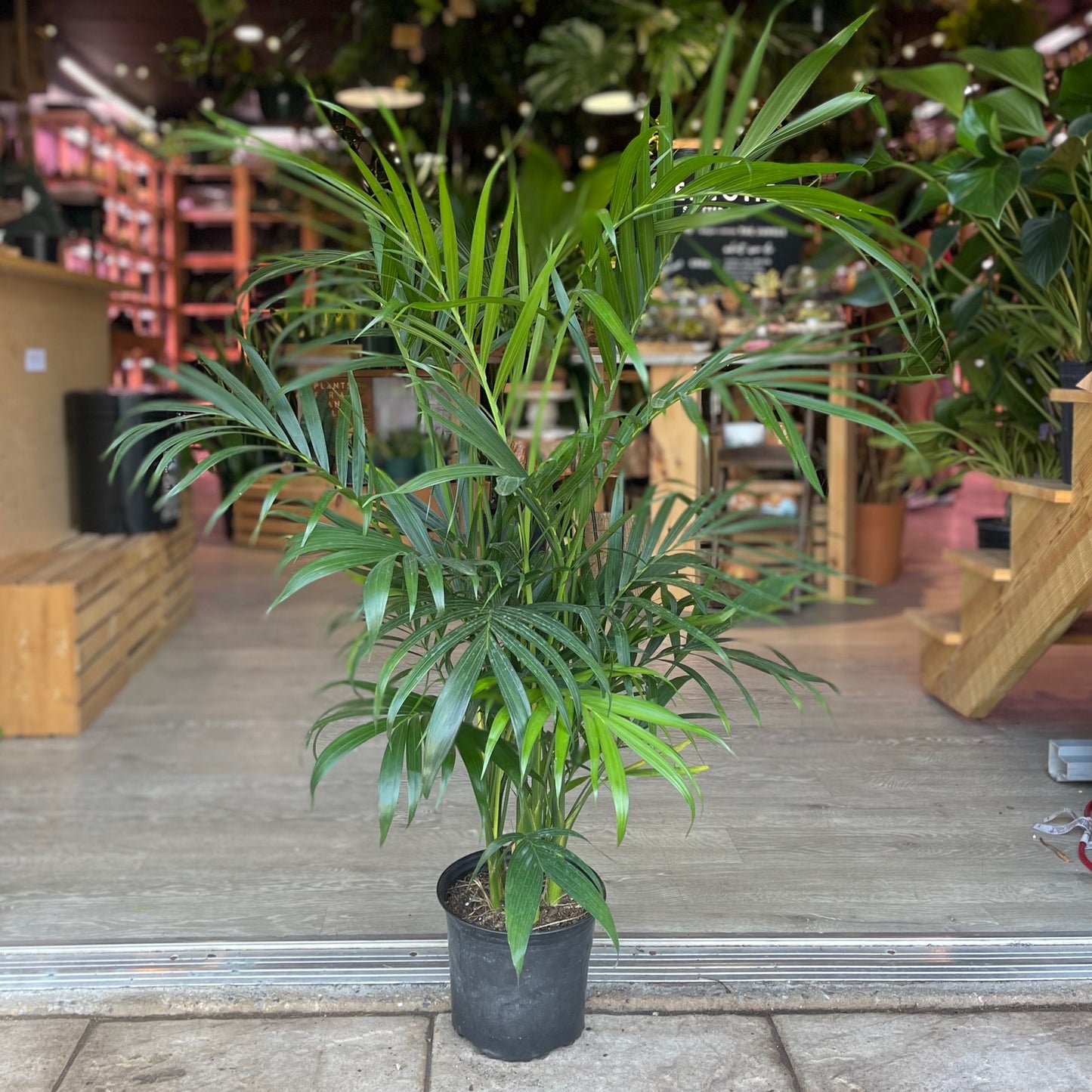Cat Palm 8"