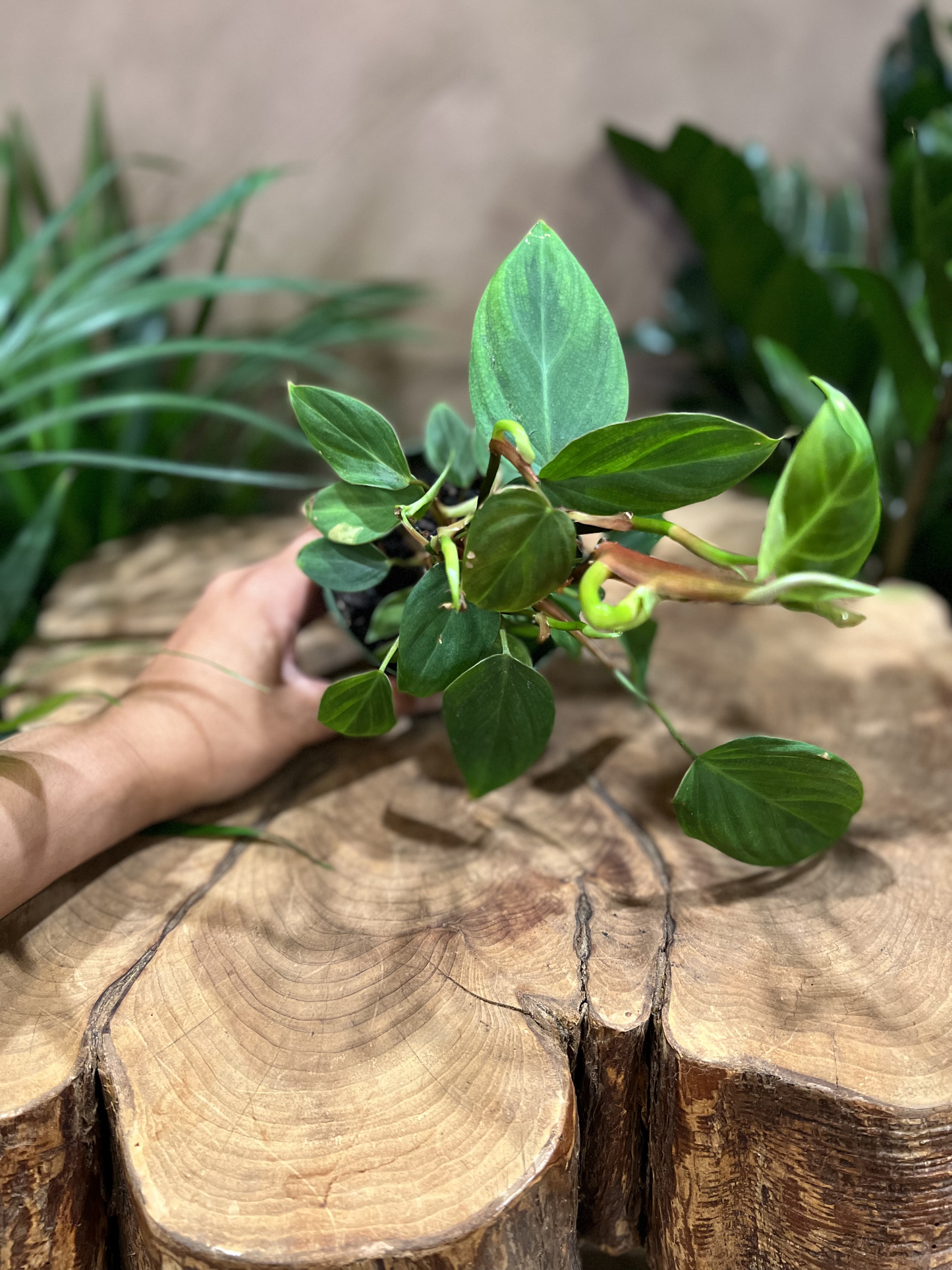 Philodendron Fuzzy Petole 4"