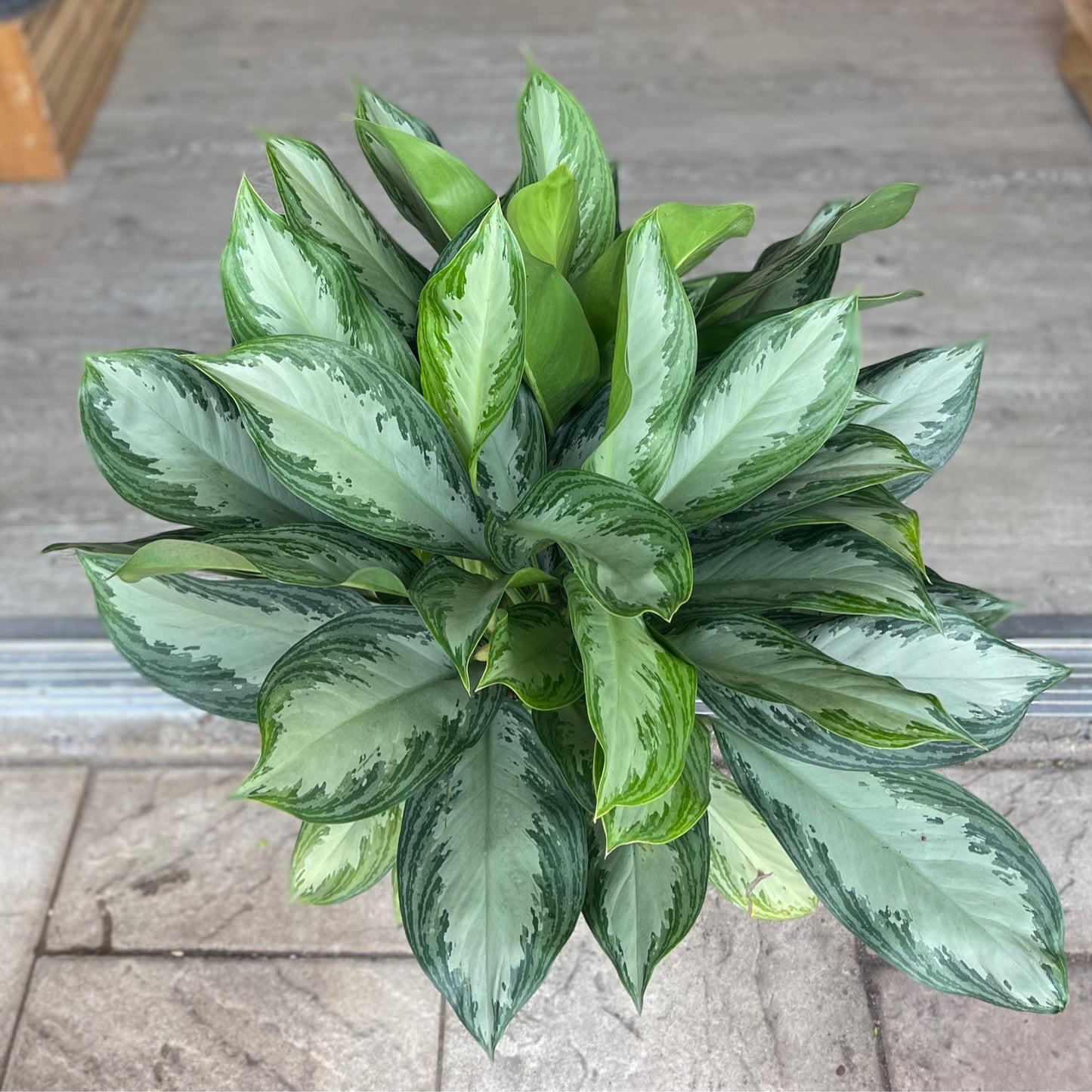 Aglaonema Silver Bay 8"