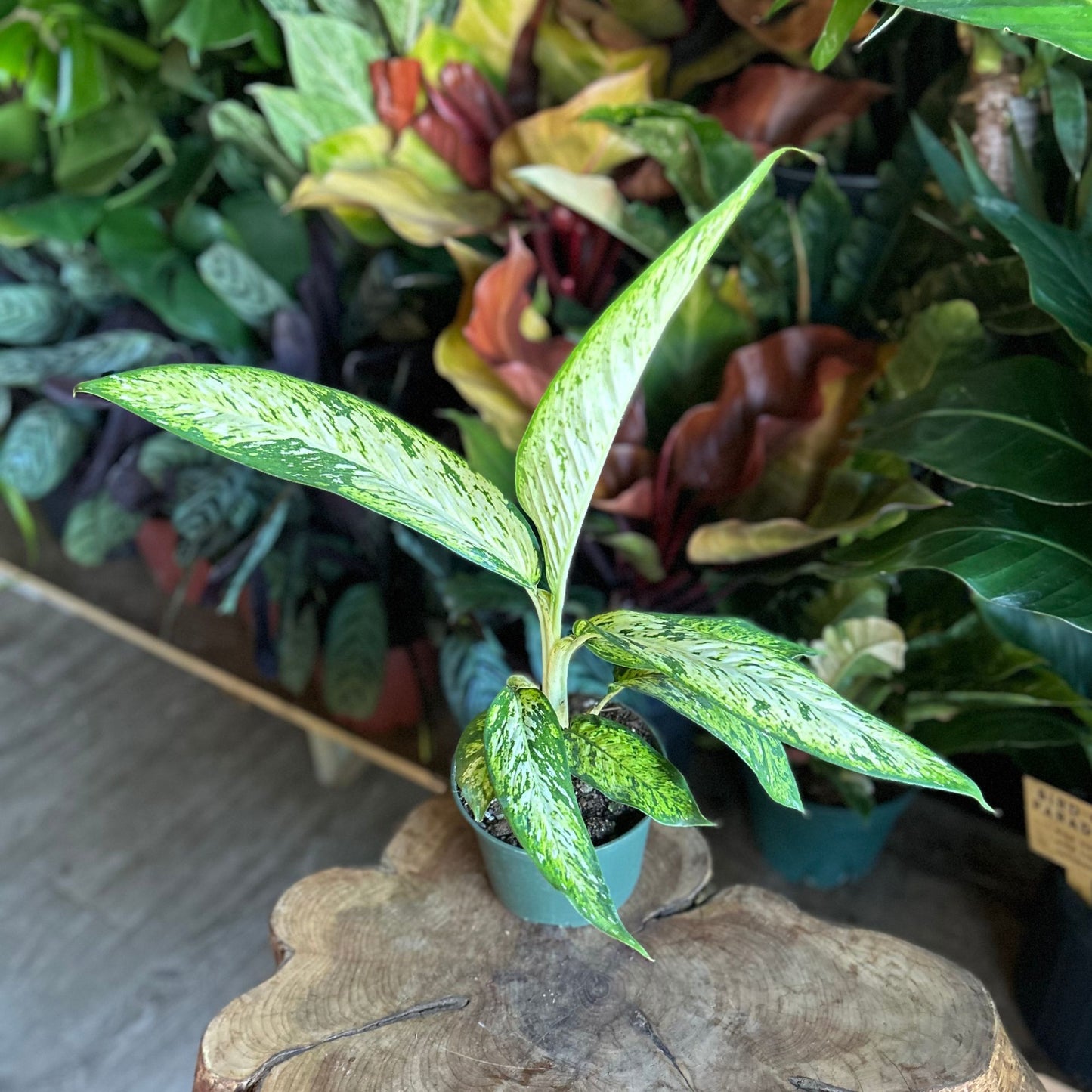 Dieffenbachia Starbrite 6"