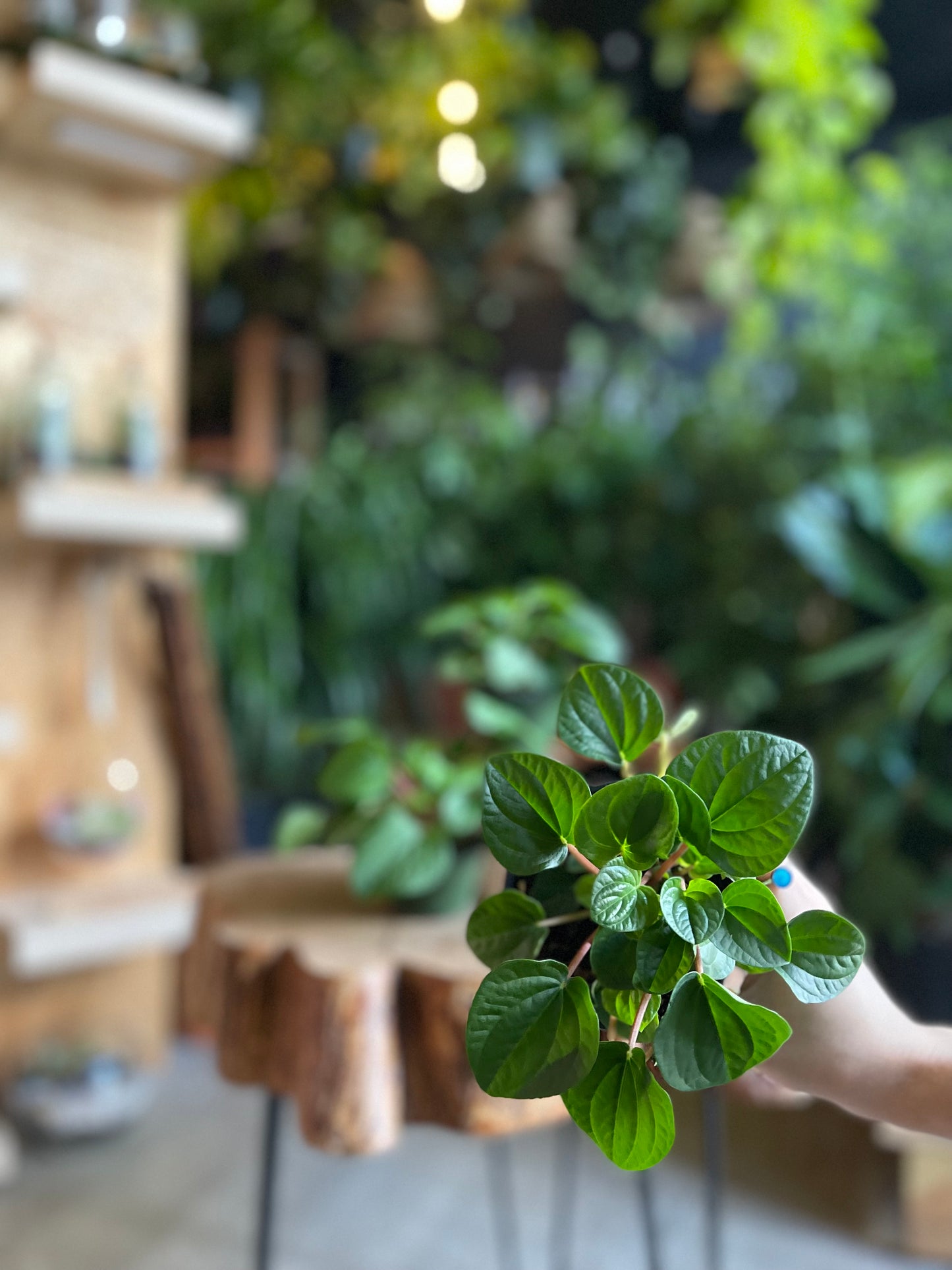 Peperomia Rana Verde 4"