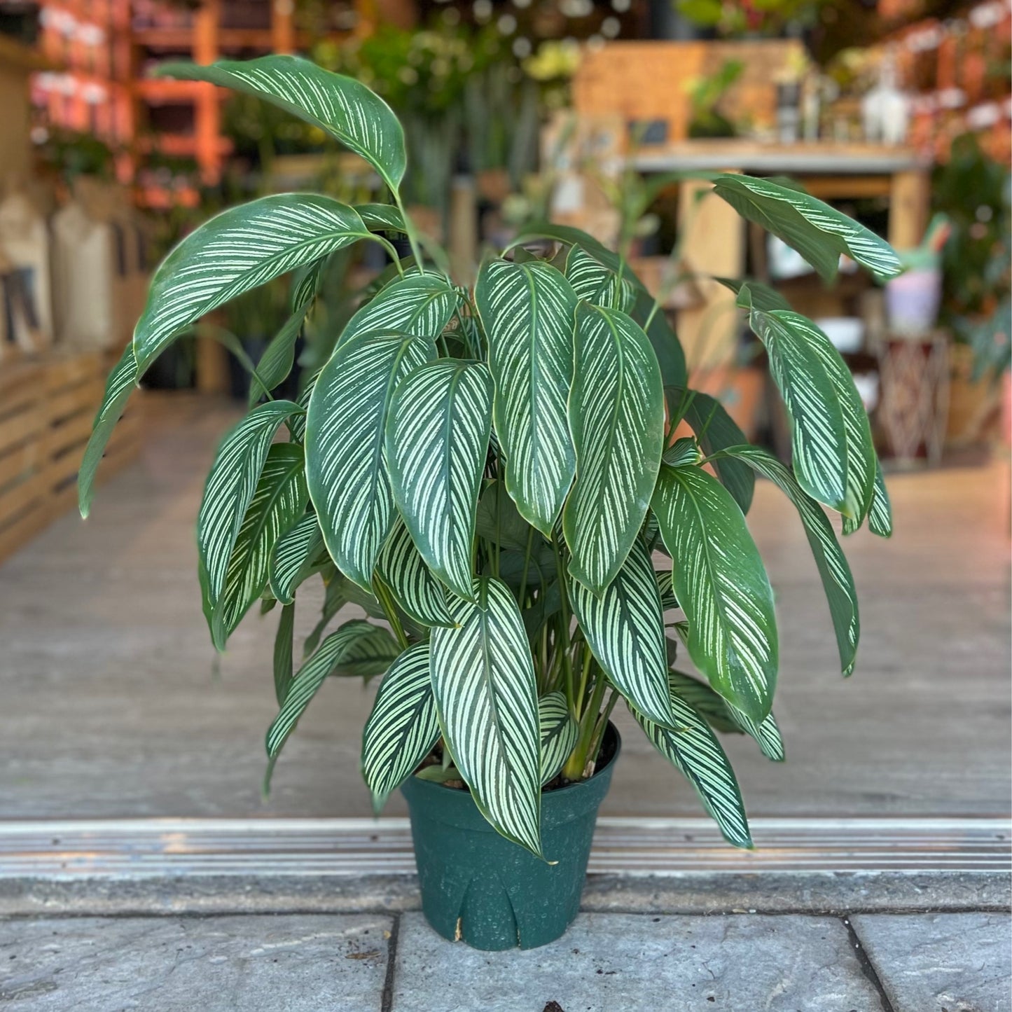 Calathea Vittata 8”