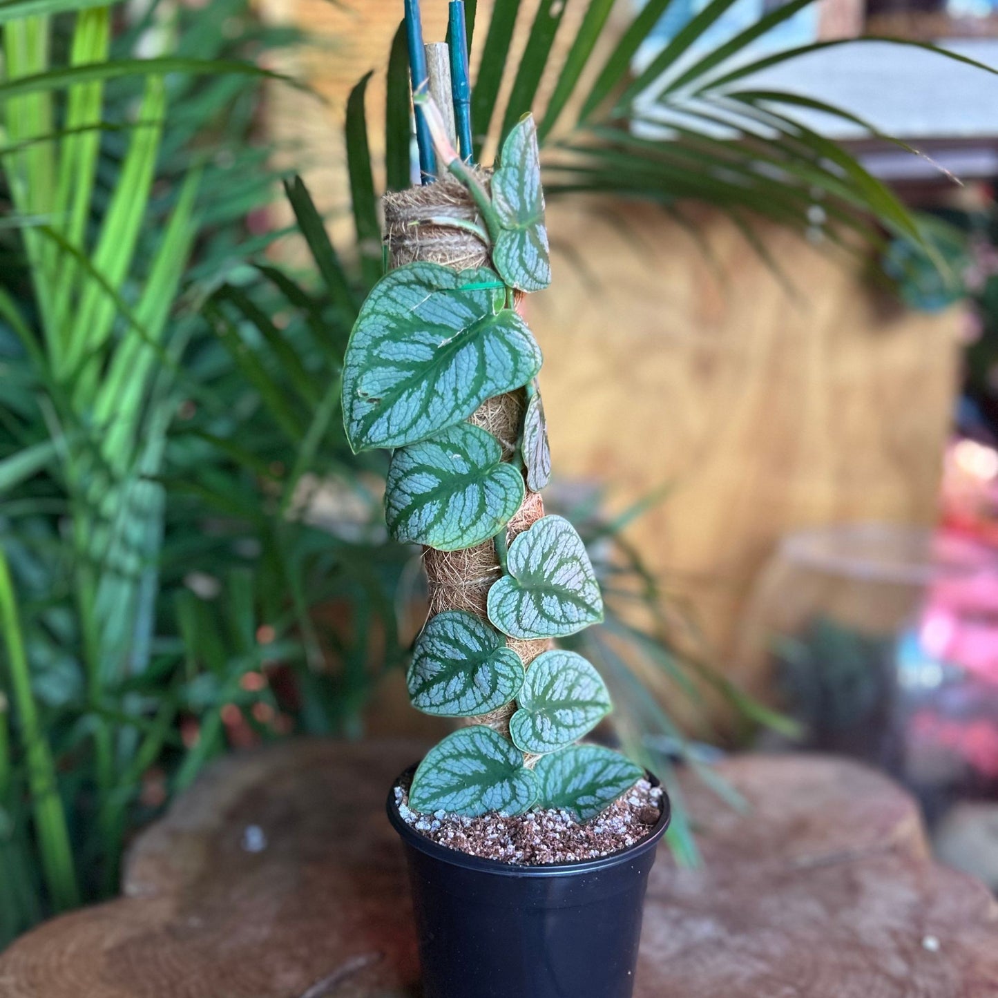 Monstera Dubia 4"