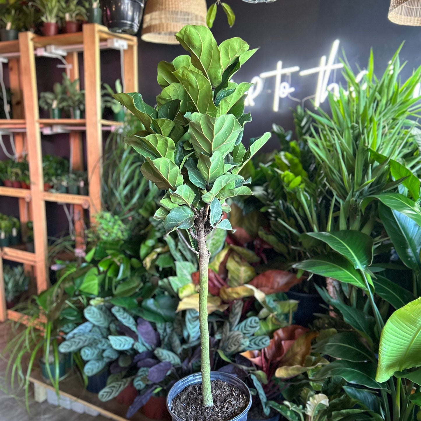 Ficus Little Sunshine 10" (Fiddle Leaf Fig)