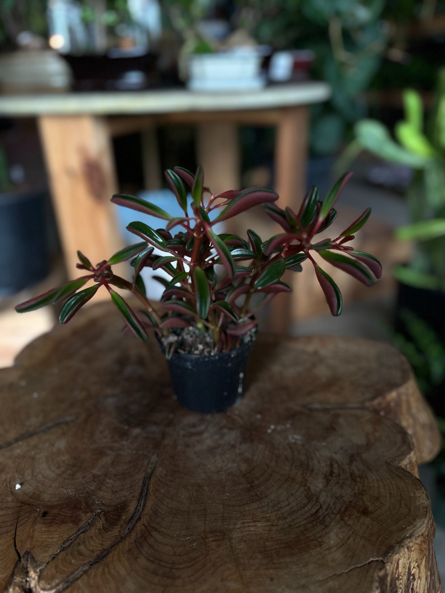 Peperomia Ruby Glow 4"