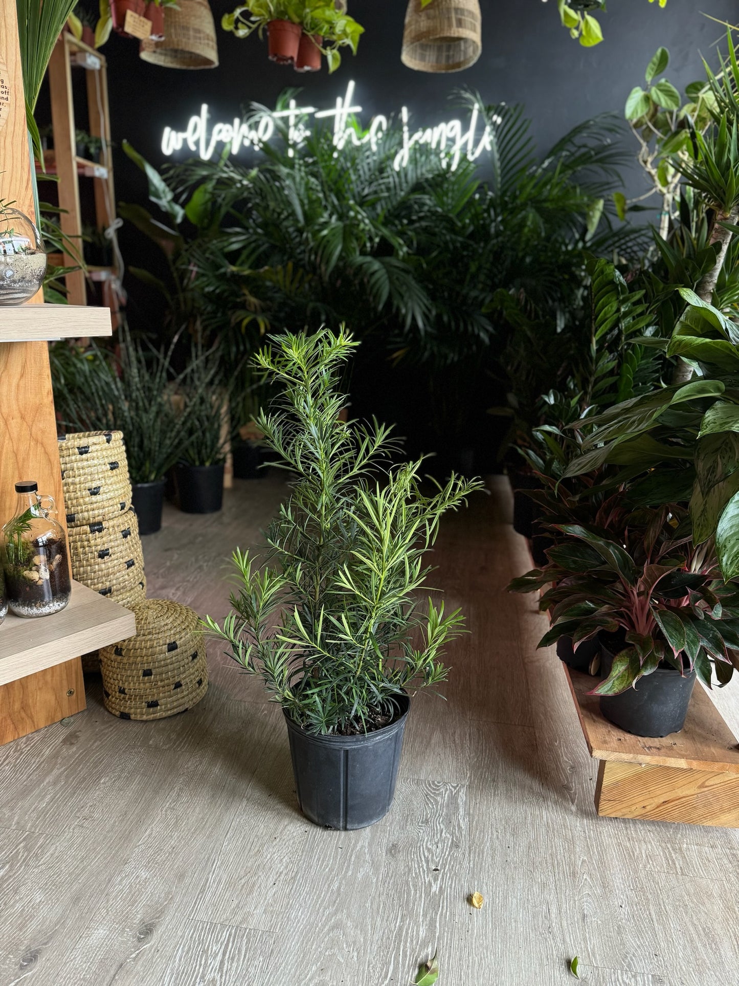 Podocarpus Maki Bush 10”