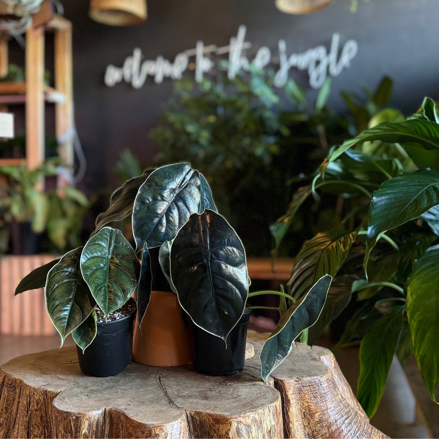 Alocasia Azlanii 4”