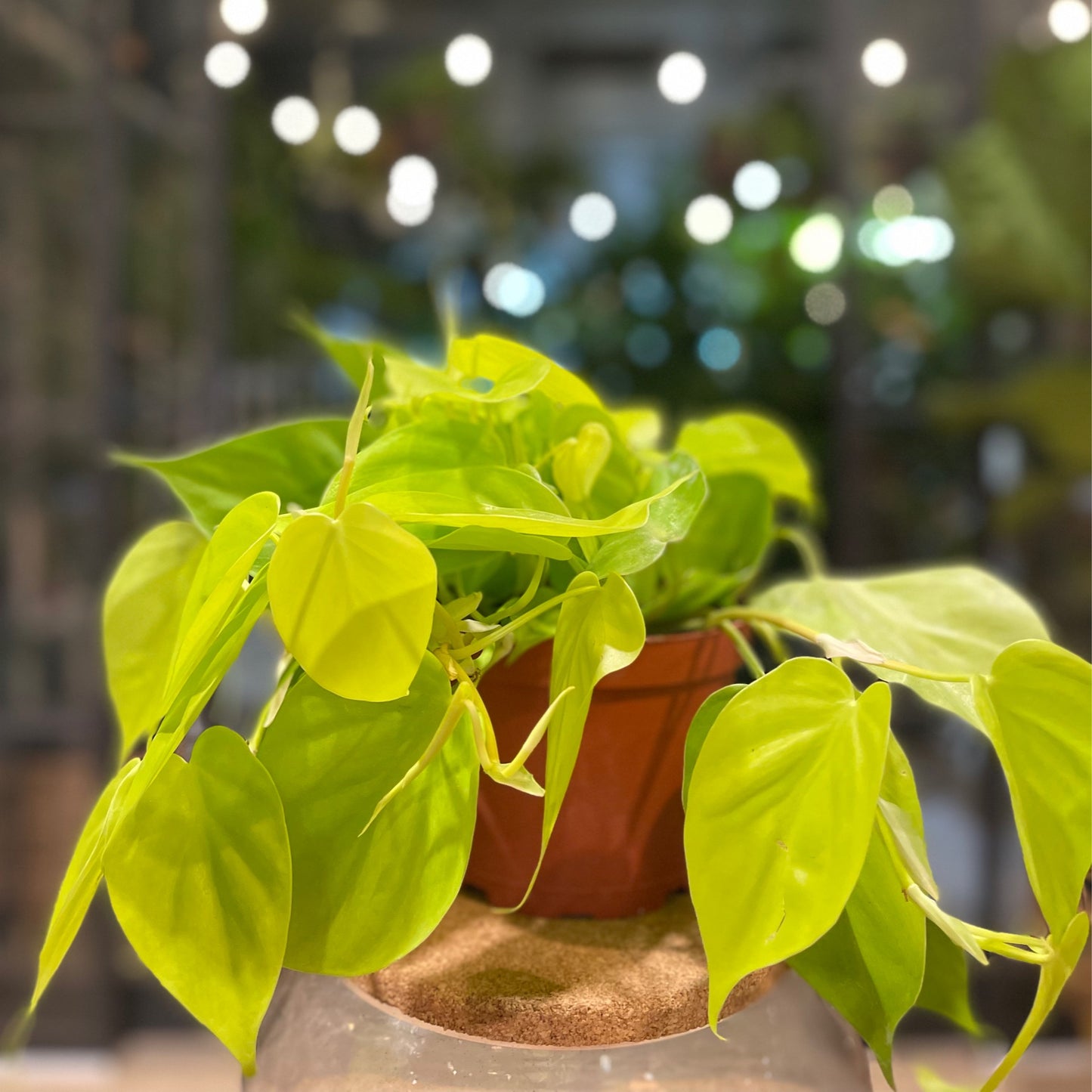 Philodendron Heartleaf Lemon 6”