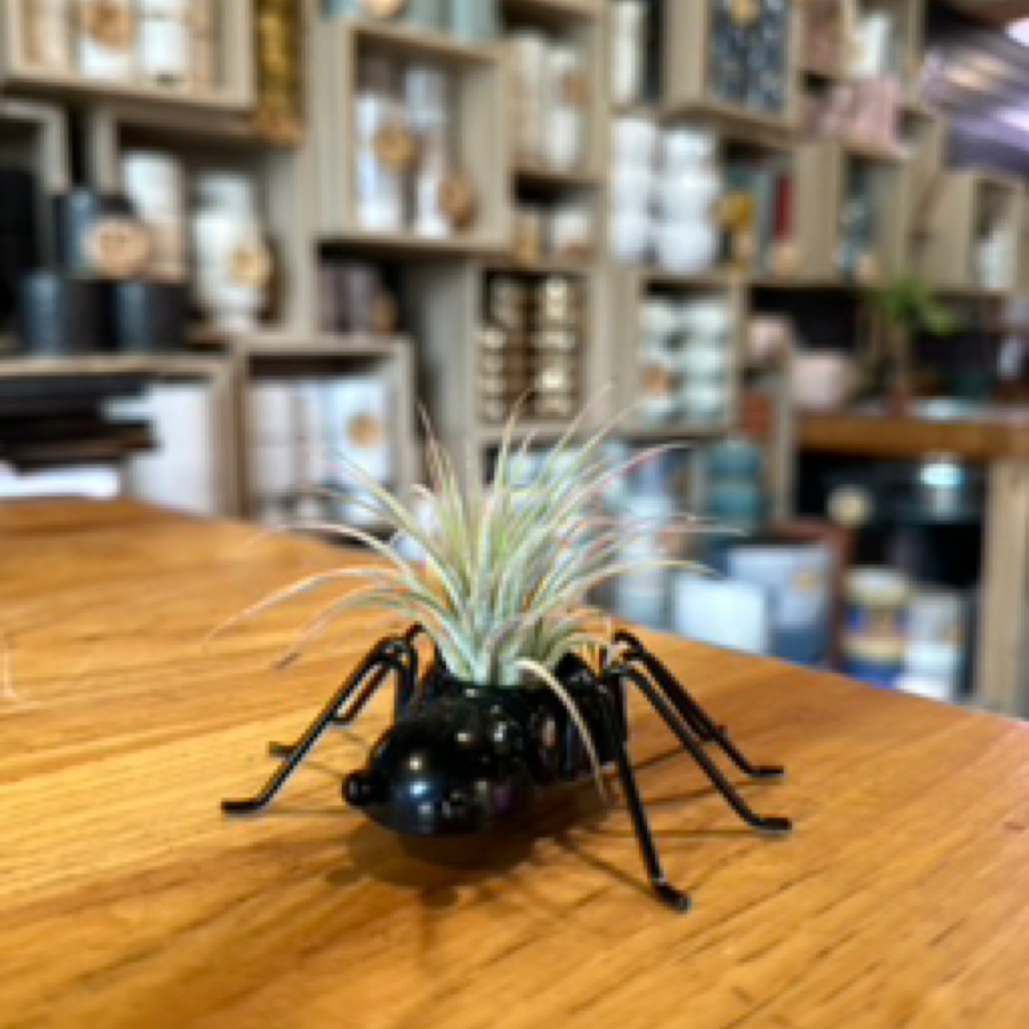 Air Plant Spider 3"
