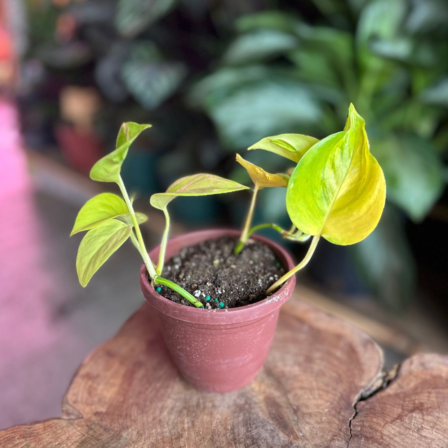 Epipremnum Teruna Champs Elysees 4"