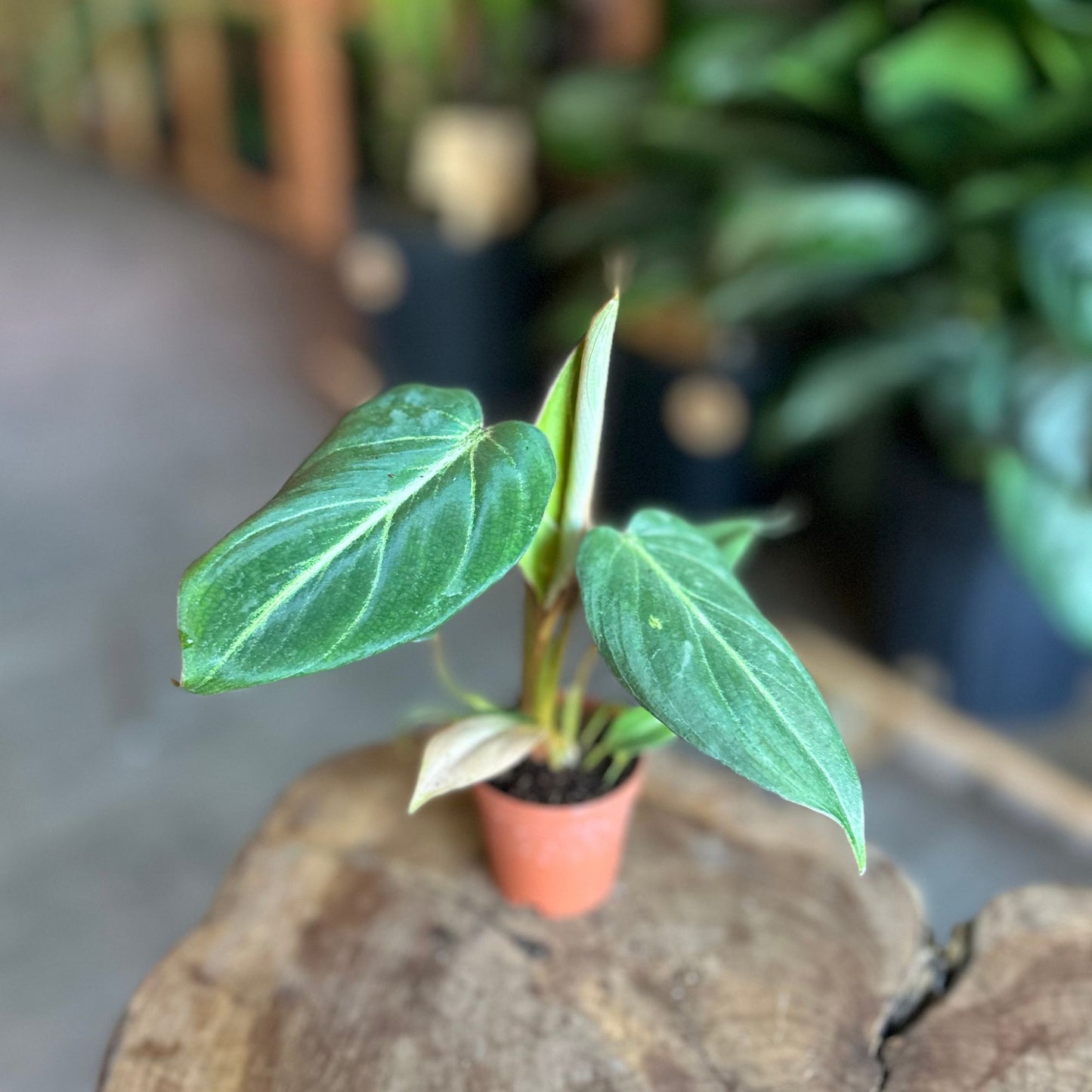 Philodendron Gloriosum 2”