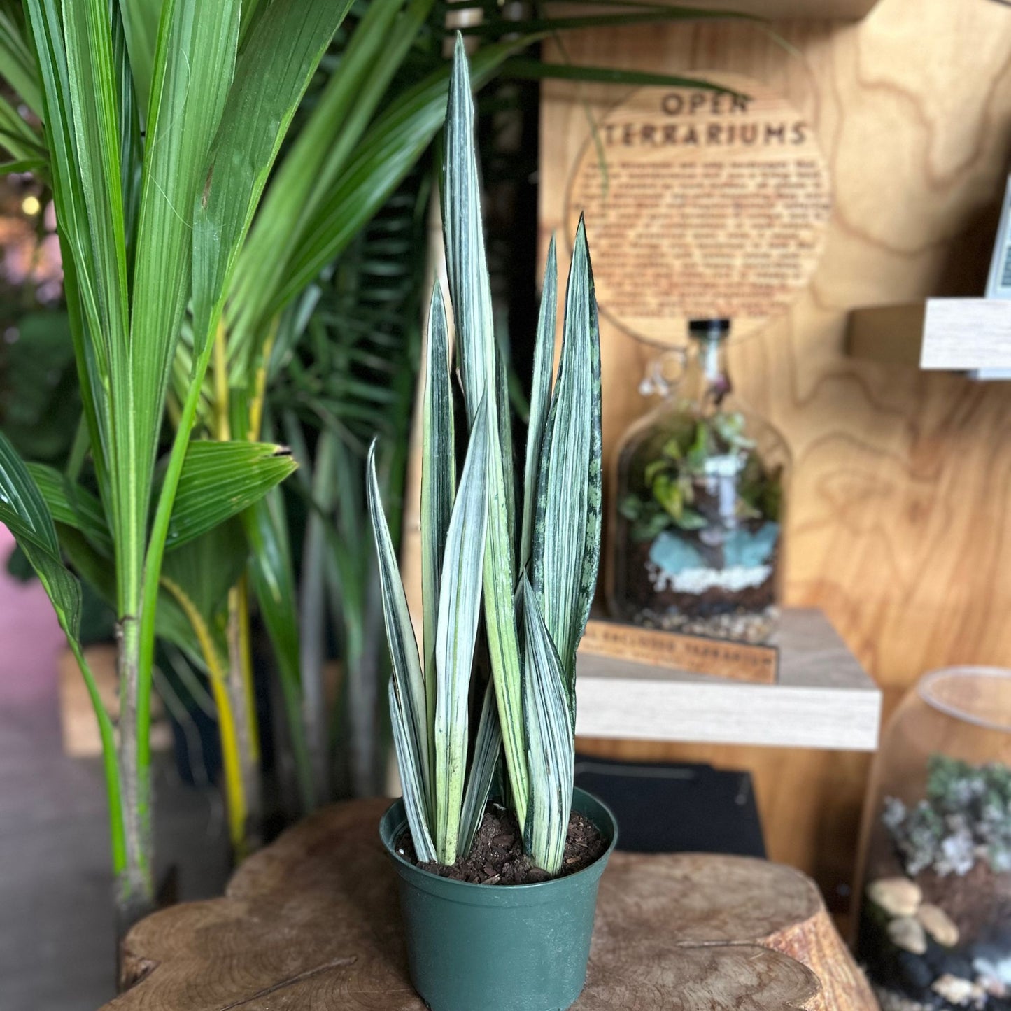 Sansevieria Bantel’s Sensation 6"