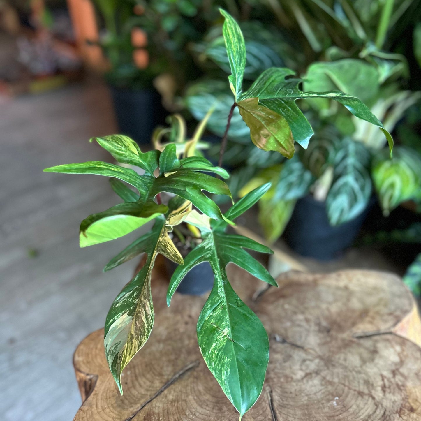 Philodendron Florida Beauty 4"