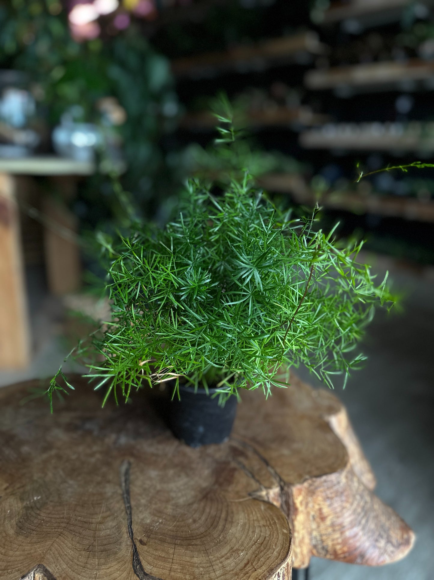 Asparagus Sprengeri 4”