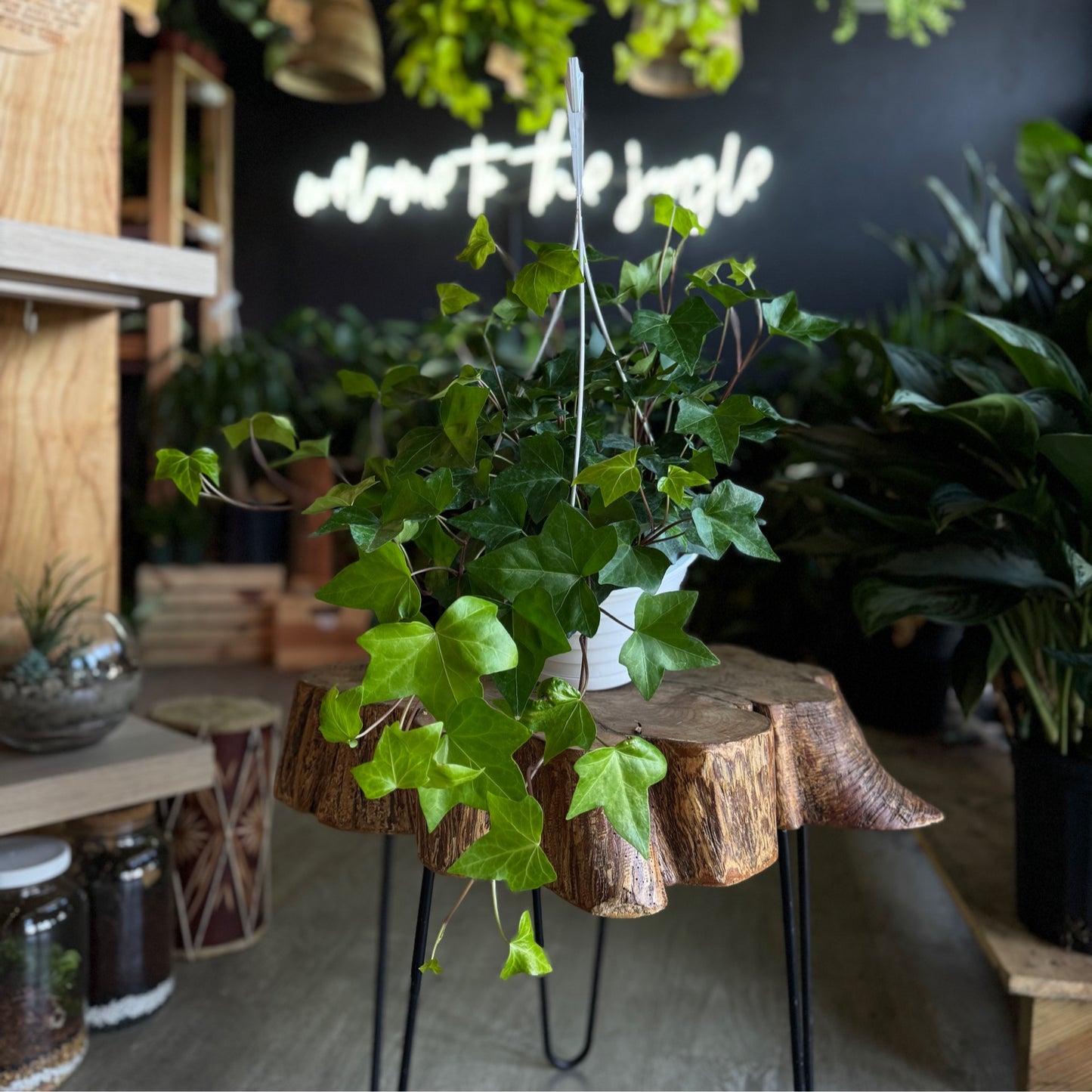 Lemon Algerian Ivy 8” HB