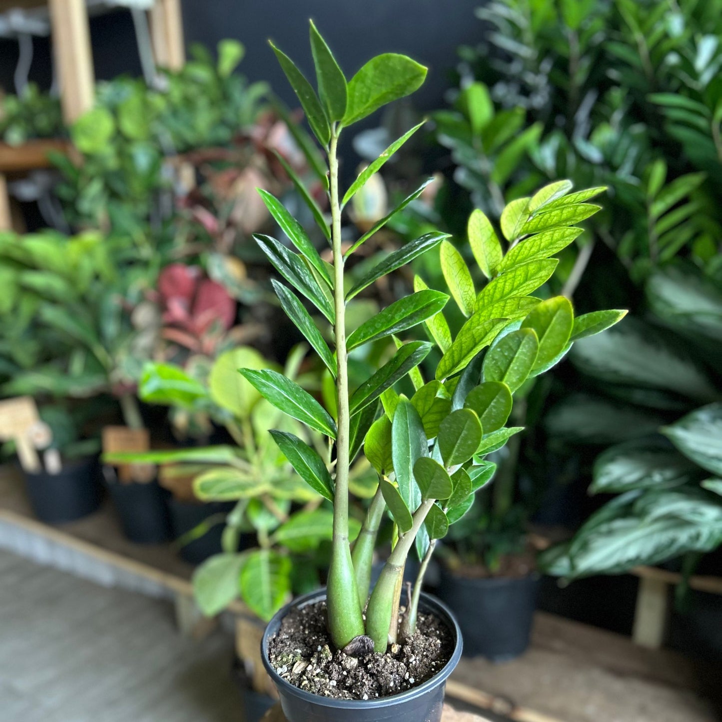 ZZ Plant Chameleon 4"
