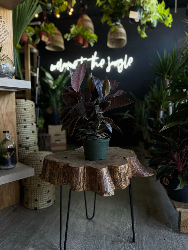 Ficus Ruby 6"