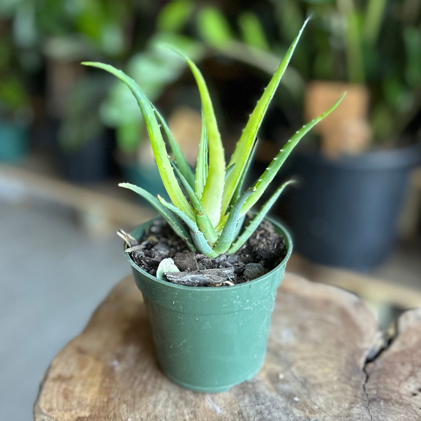 Aloe Solar Flare 4”