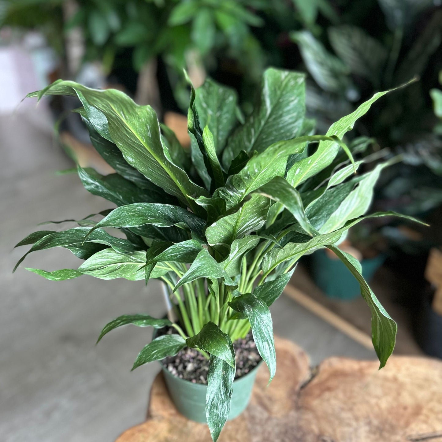 Peace Lilly Domino 6"