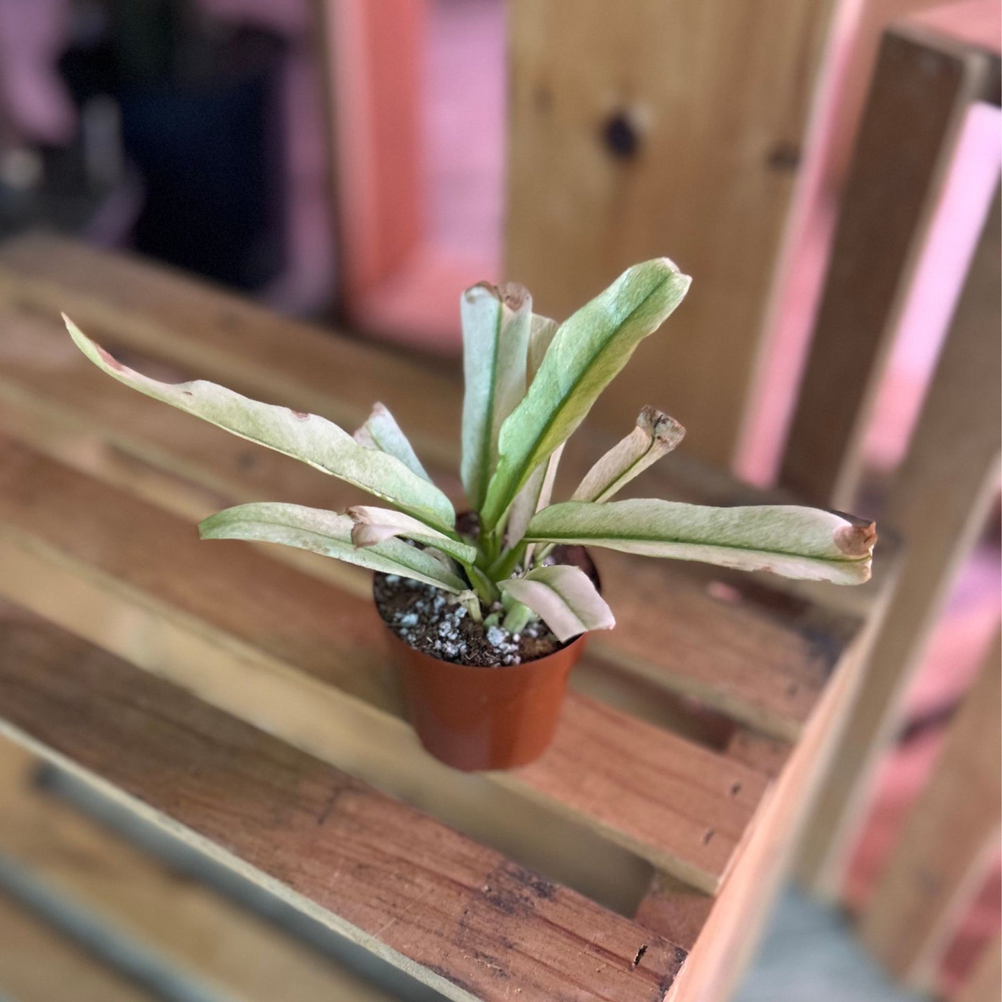 Philodendron Pluto Mint 4"