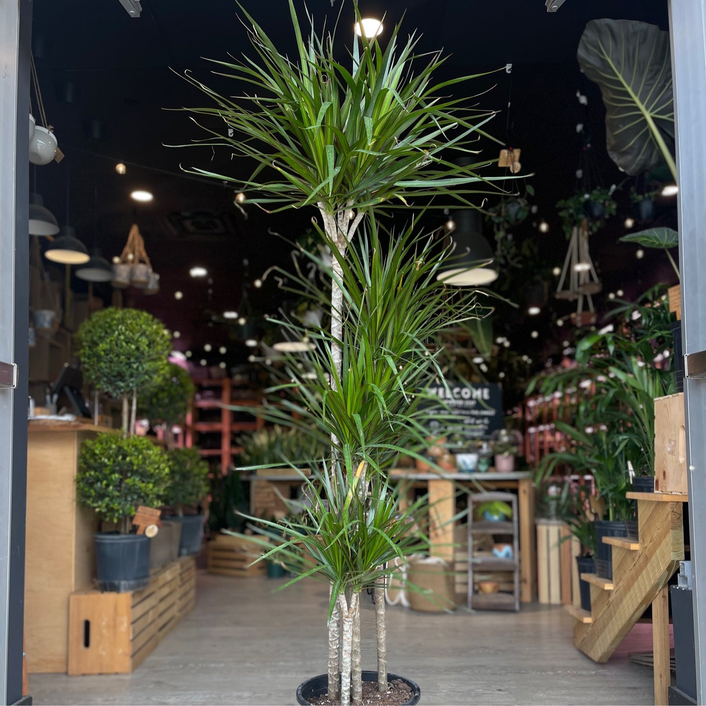 Dragon Tree (Dracaena Marginata) 12”