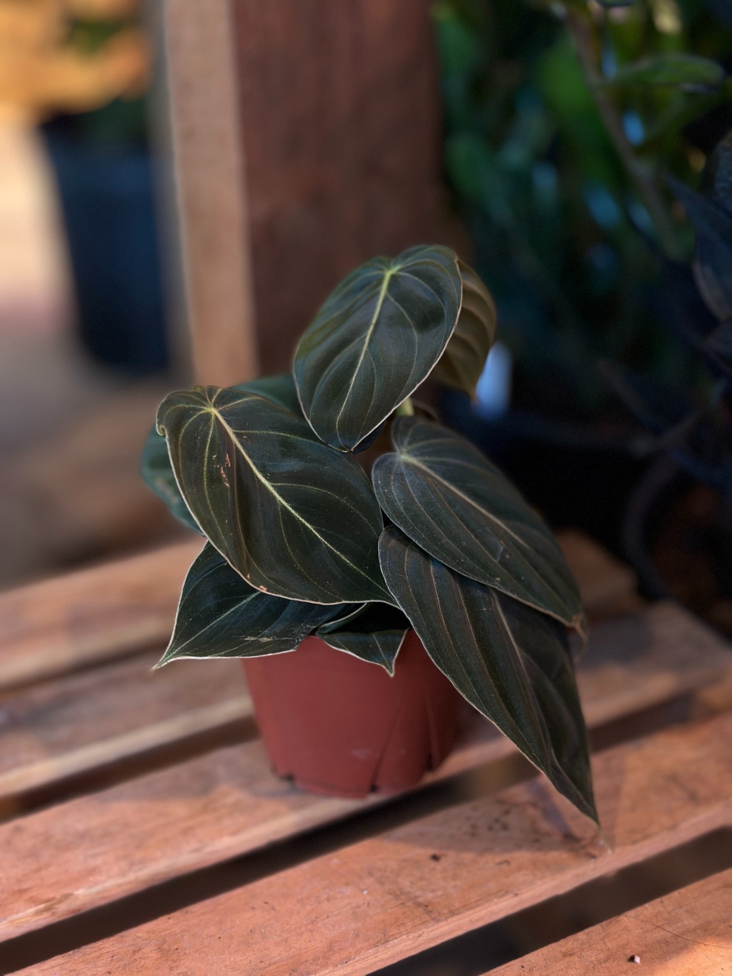 Philodendron Melanochrysum (Black Gold) 4"