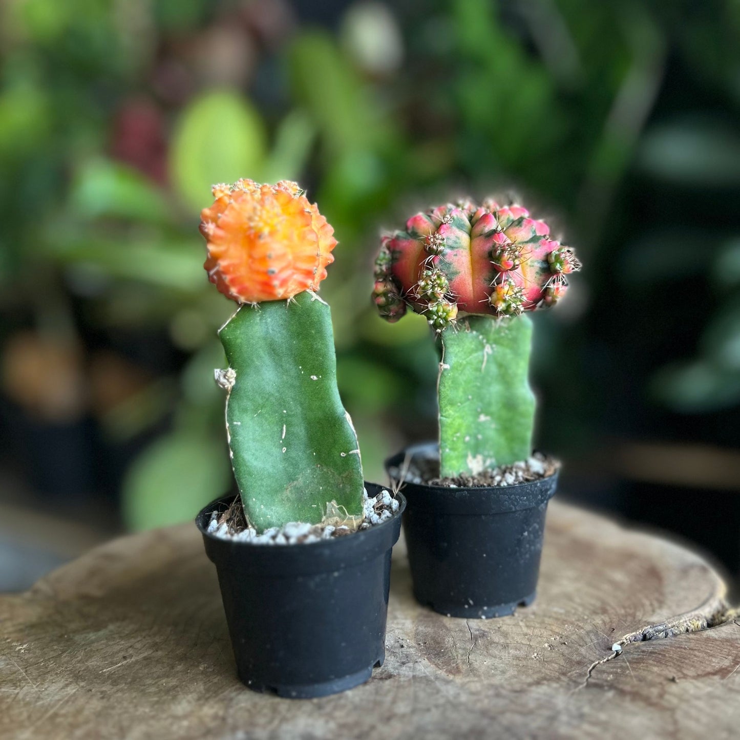 Moon Cactus 2"