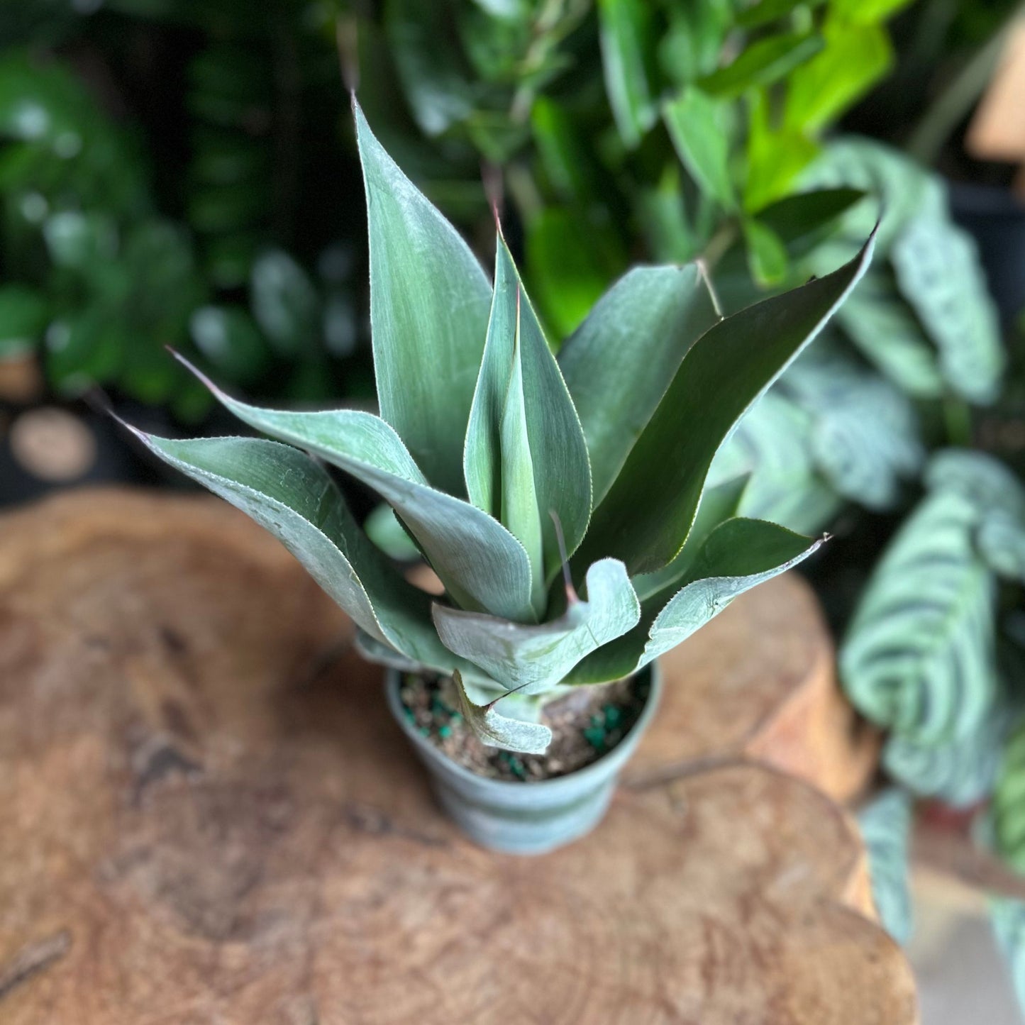Agave Blue Flame 4"