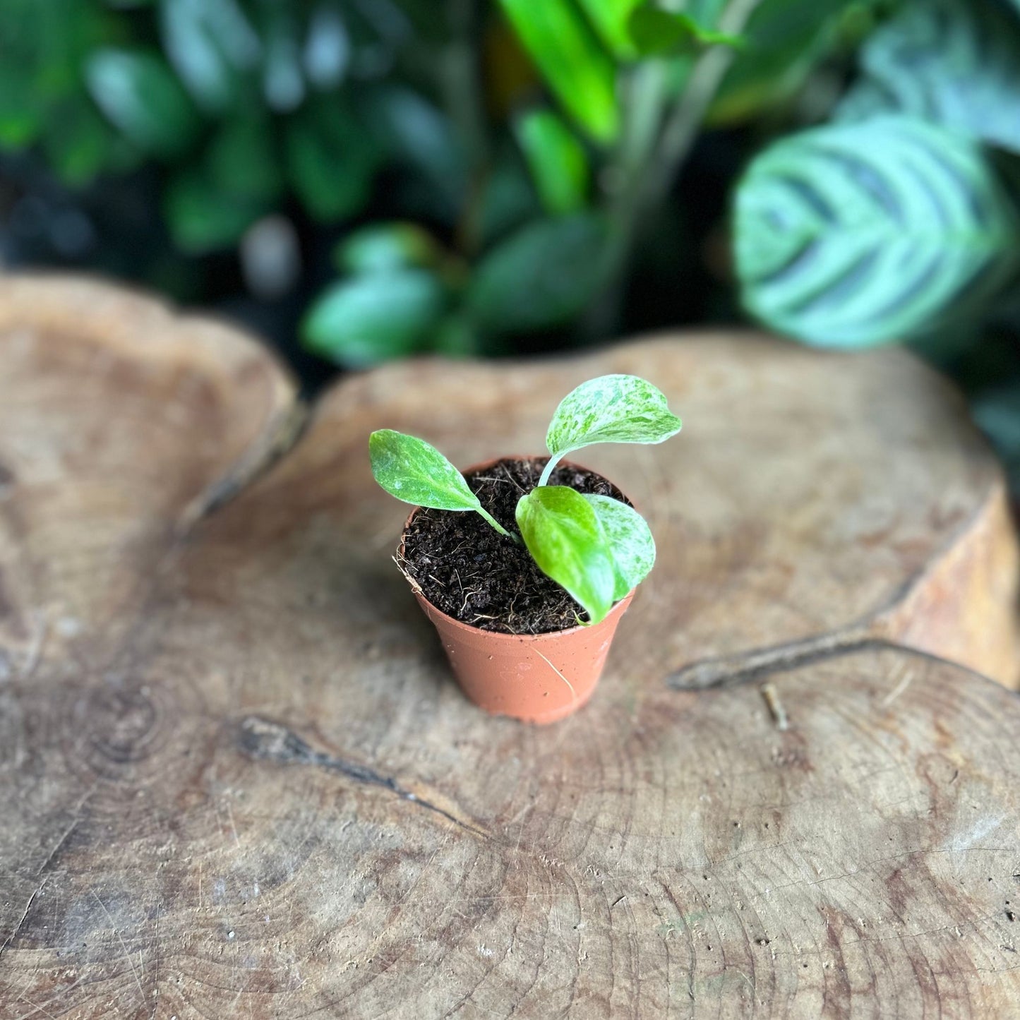 Philodendron Giganteum Blizzard 2"