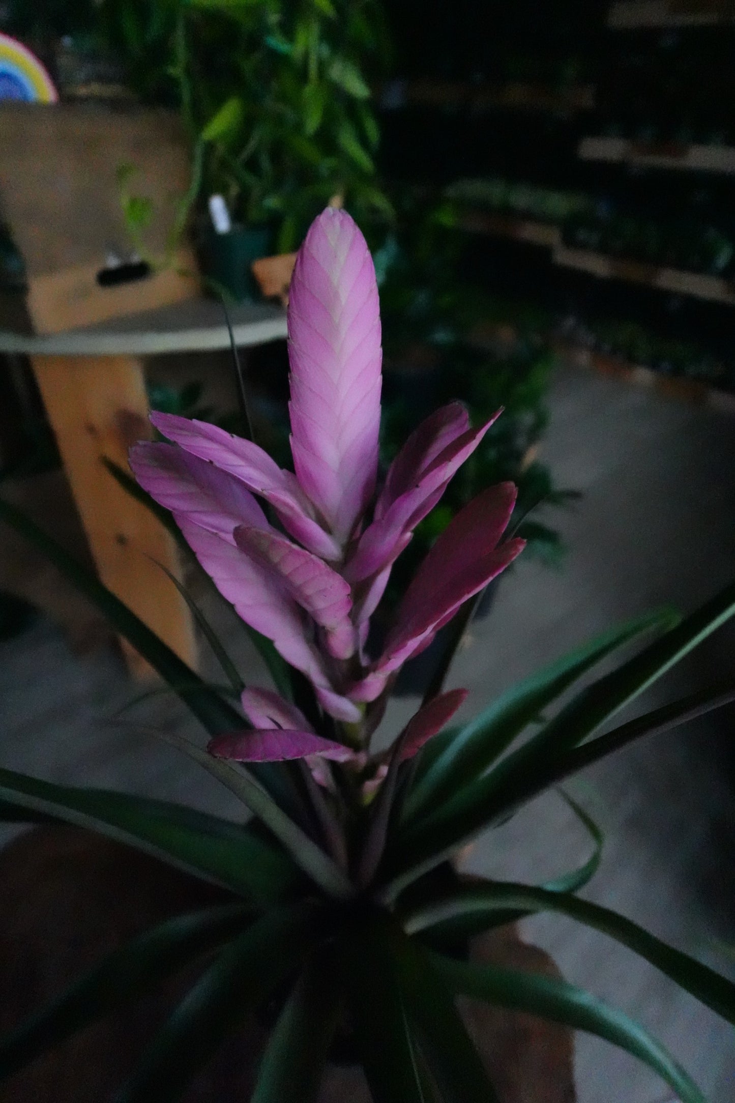 Tillandsia Antonio 6”