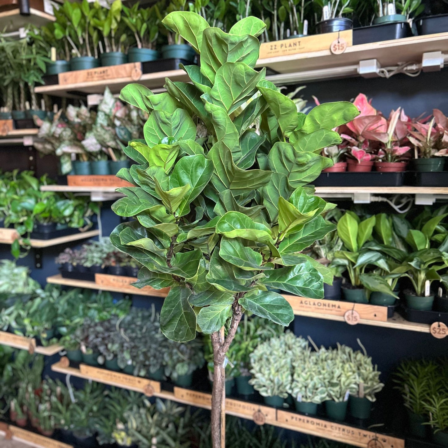 Ficus Little Sunshine 12" (Fiddle Leaf Fig)