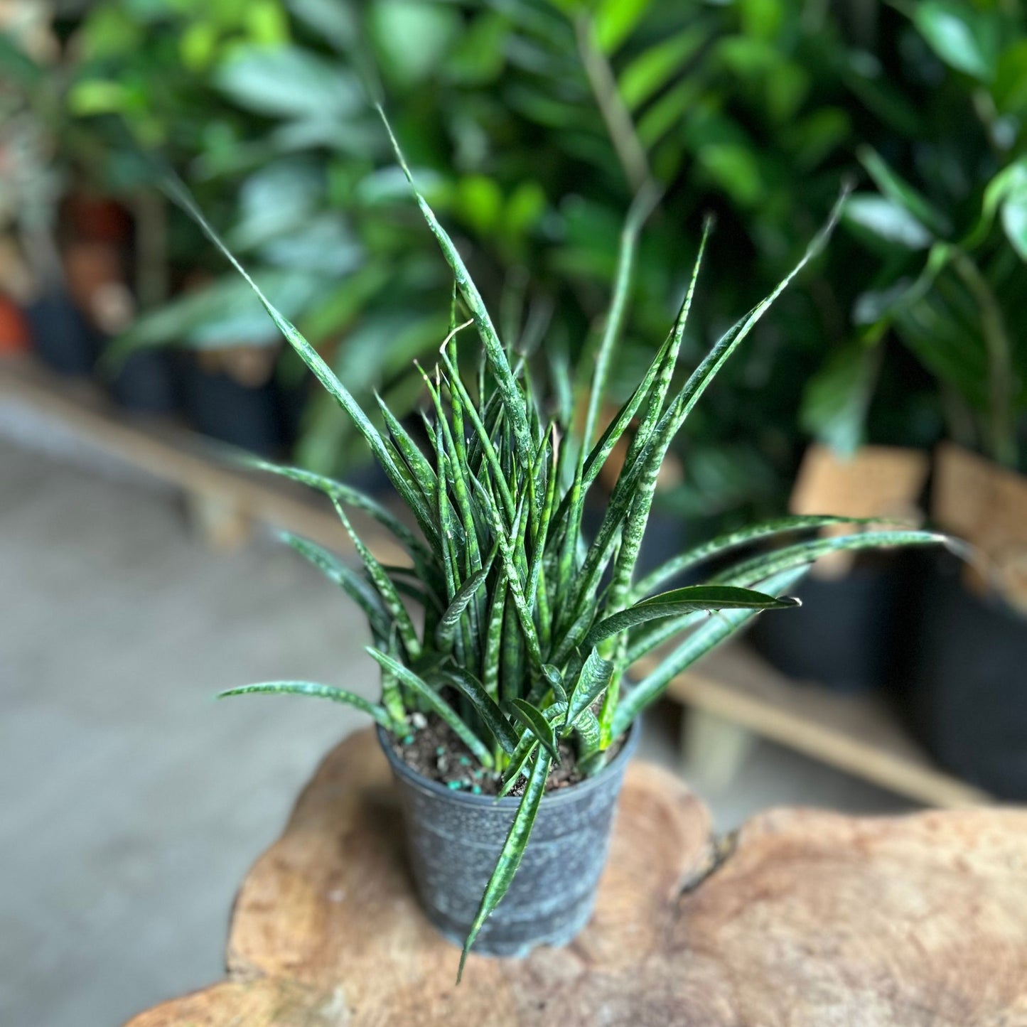 Sansevieria Fernwood Mikado 5”