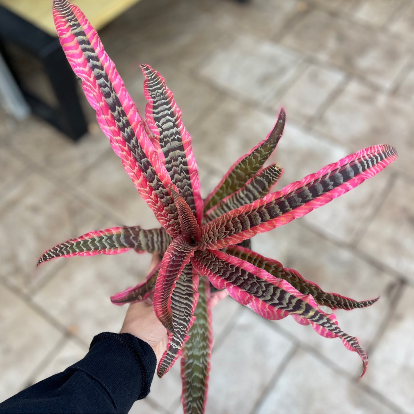 Cryptanthus Elaine 5”
