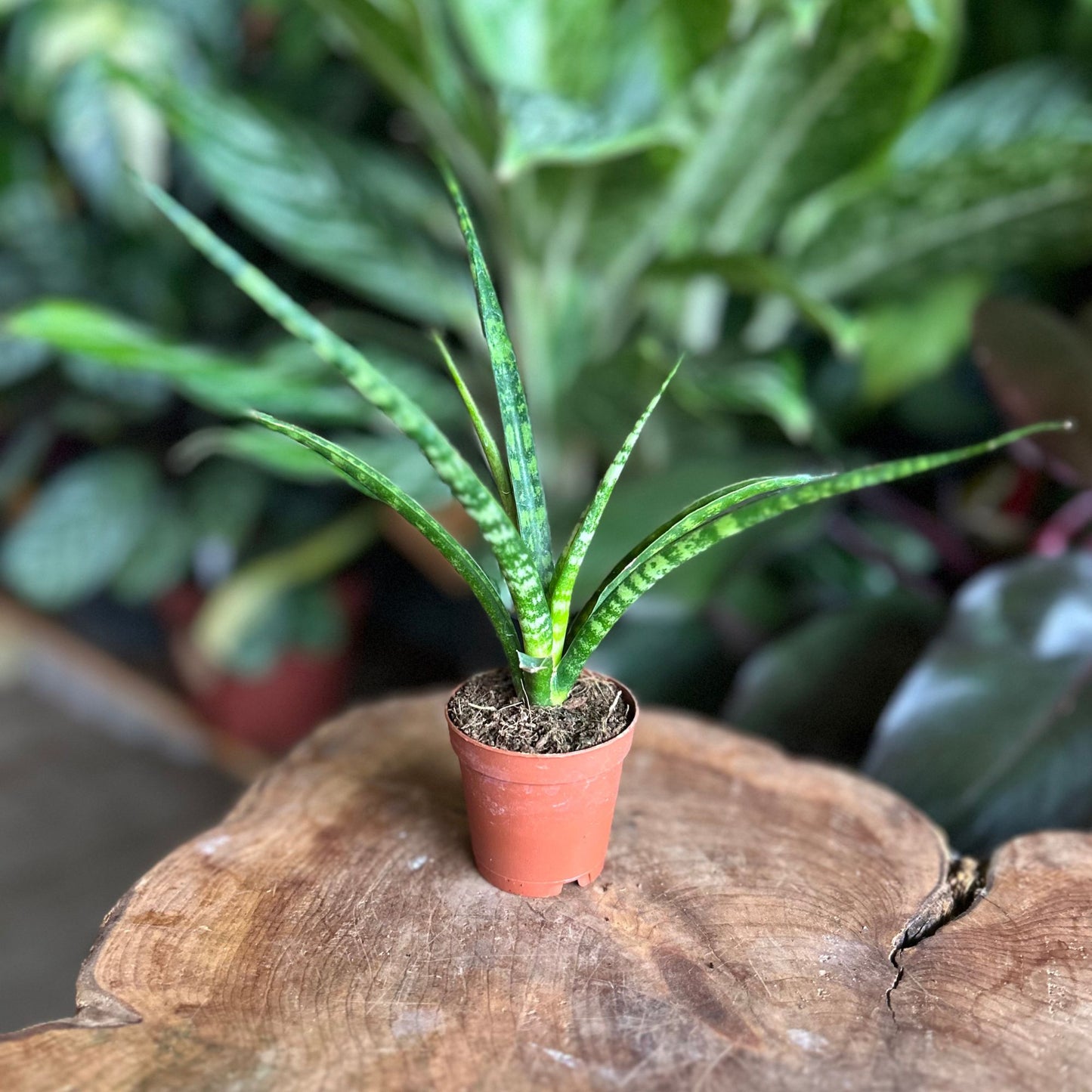Sansevieria Fernwood Mikado 2"