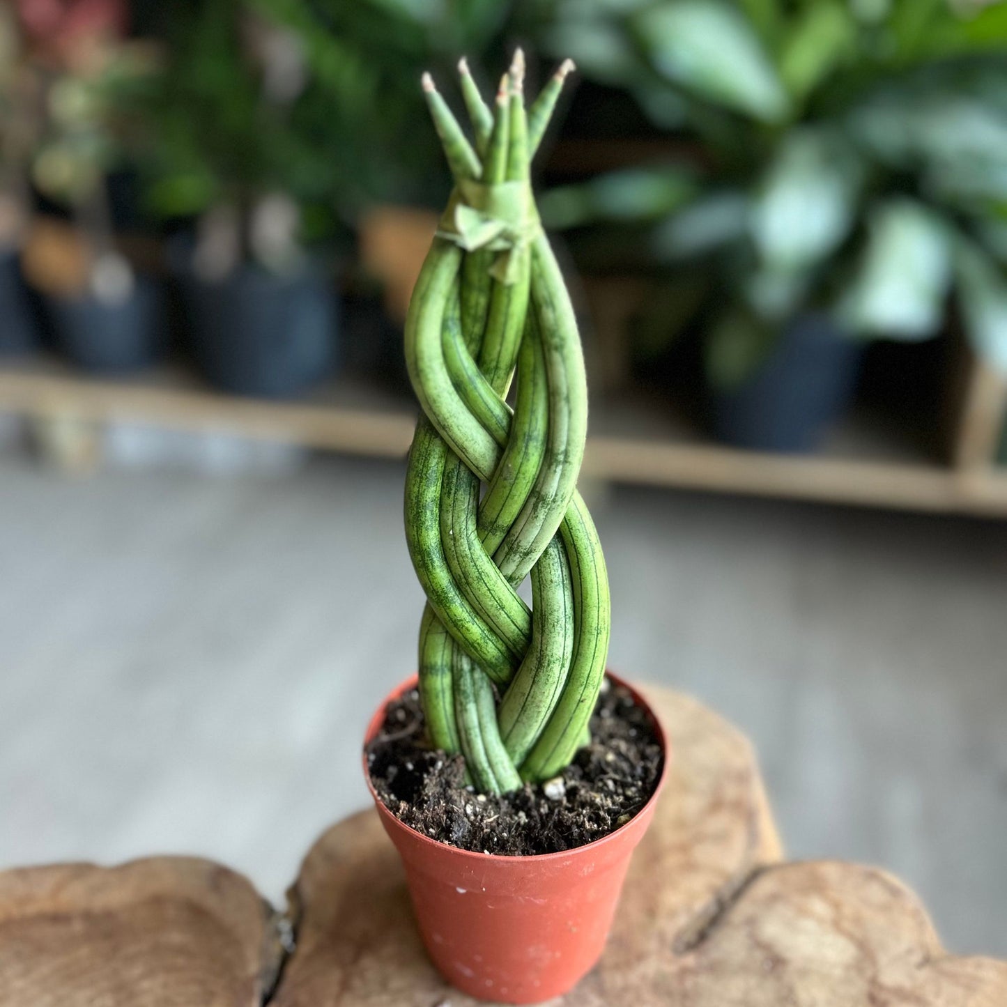 Sansevieria Cylindrica 6-Braid 4”