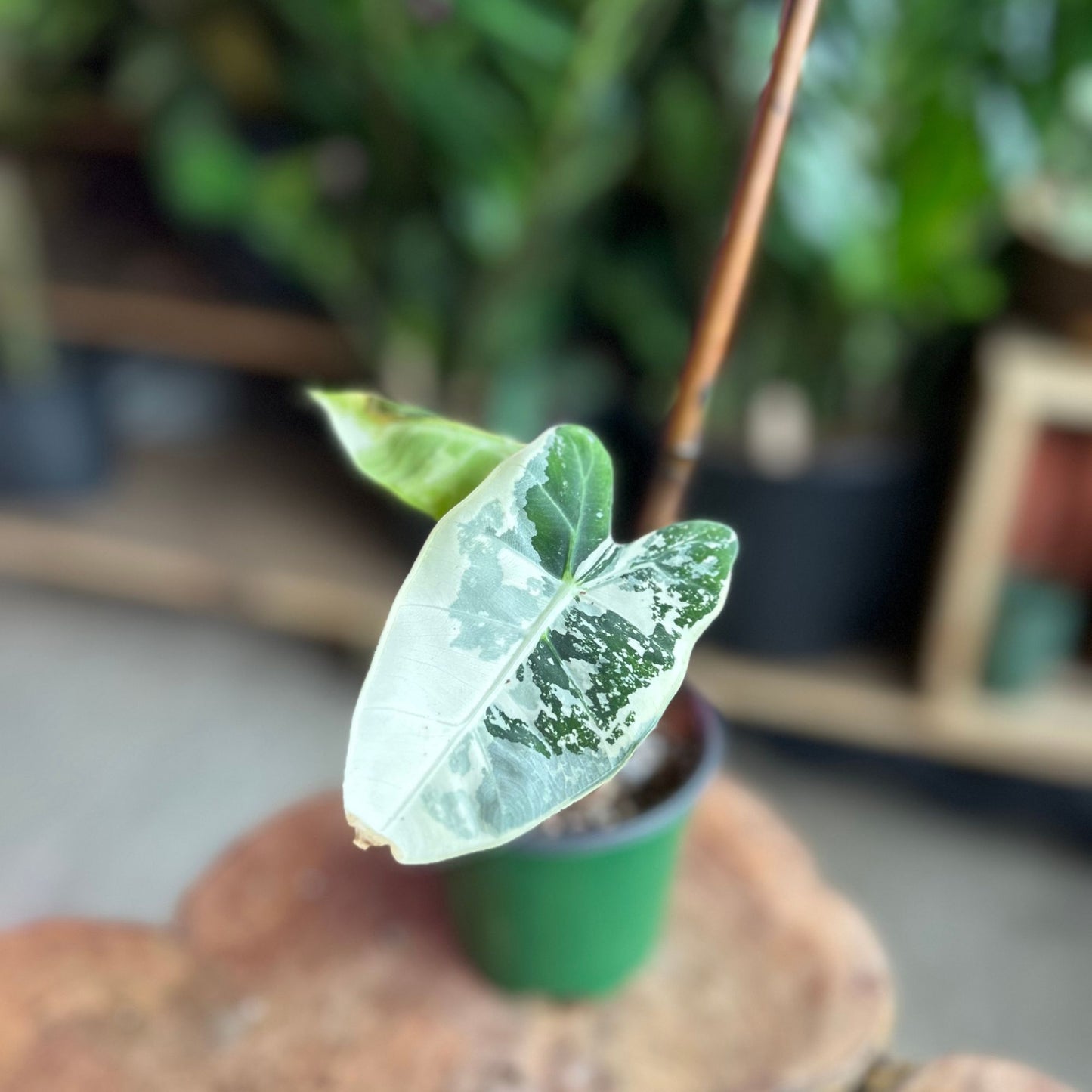 Alocasia Frydek Variegated 4”