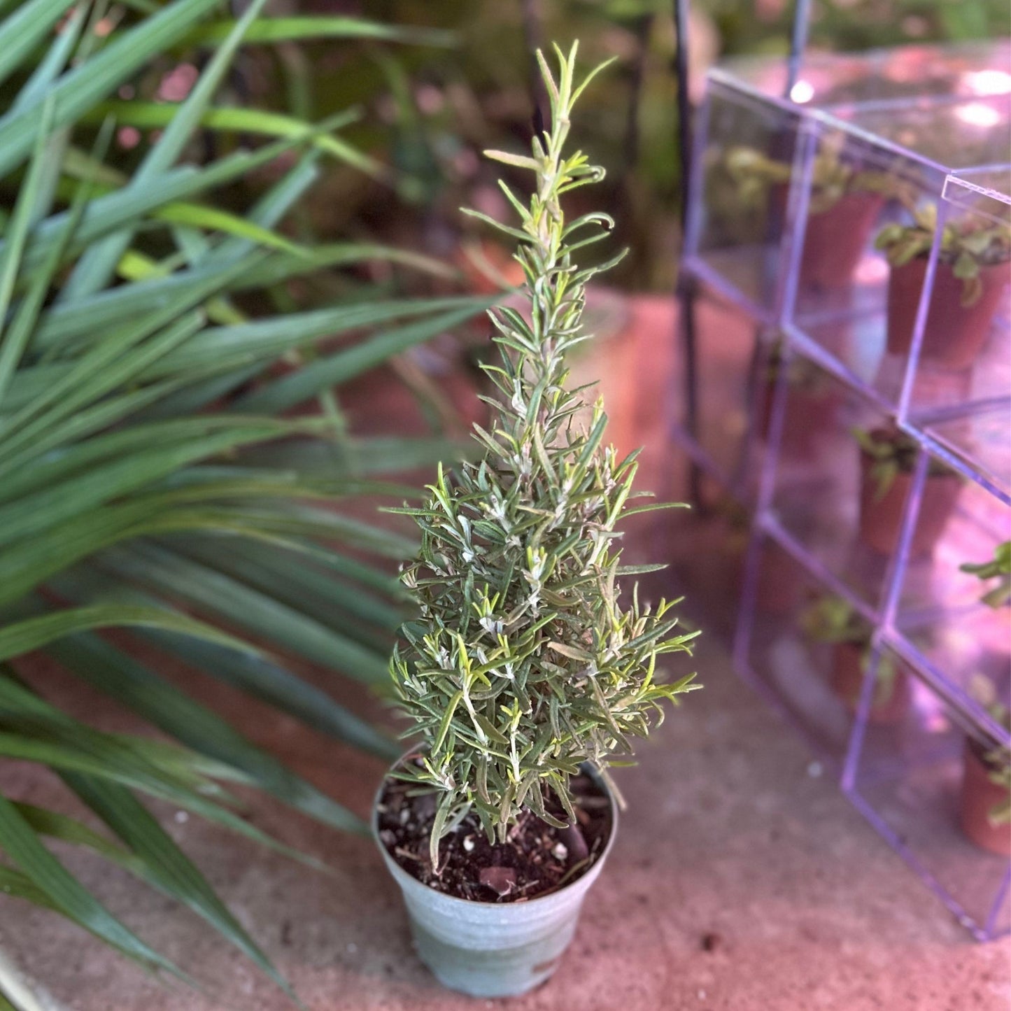 Rosemary Cone 4"