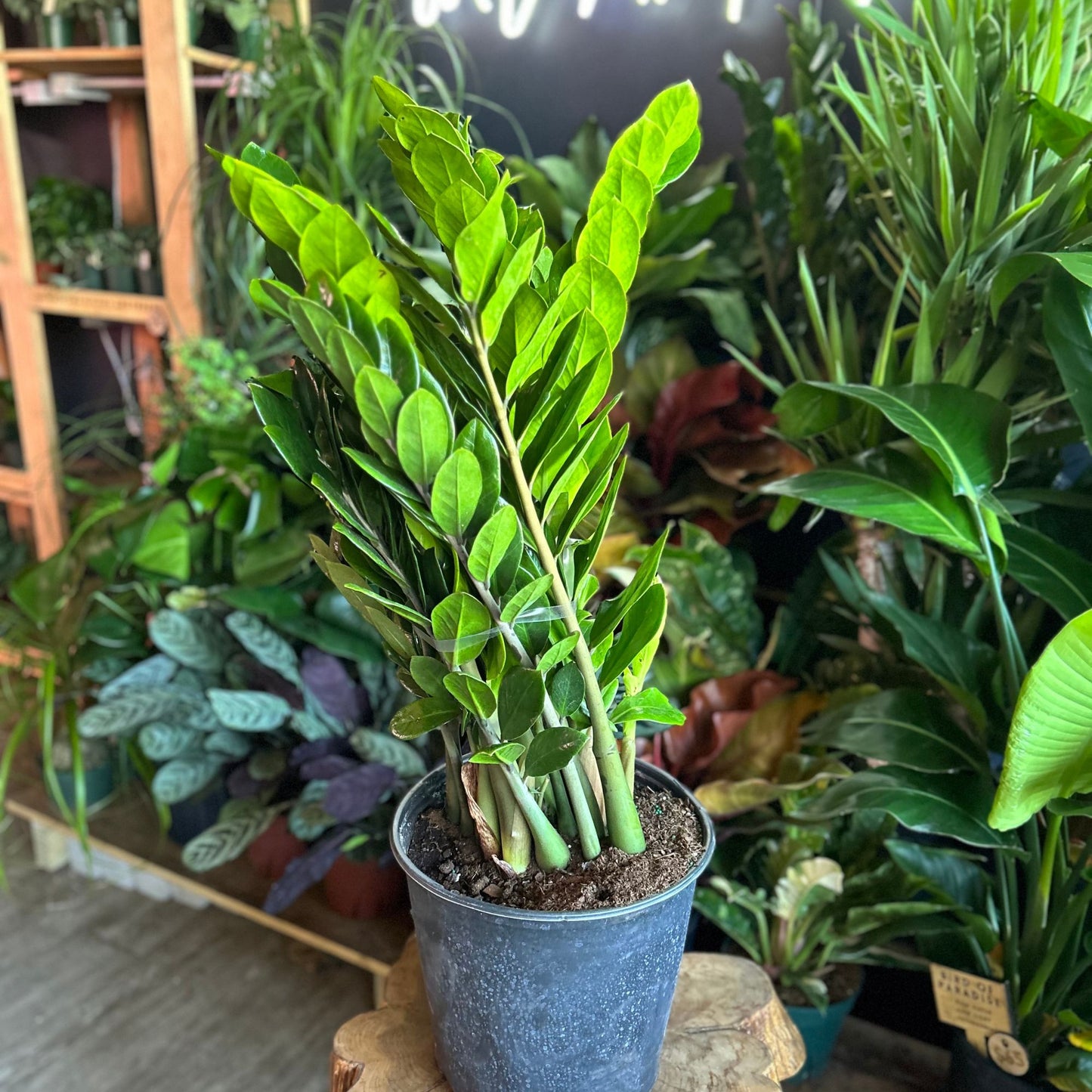 ZZ Plant 12”