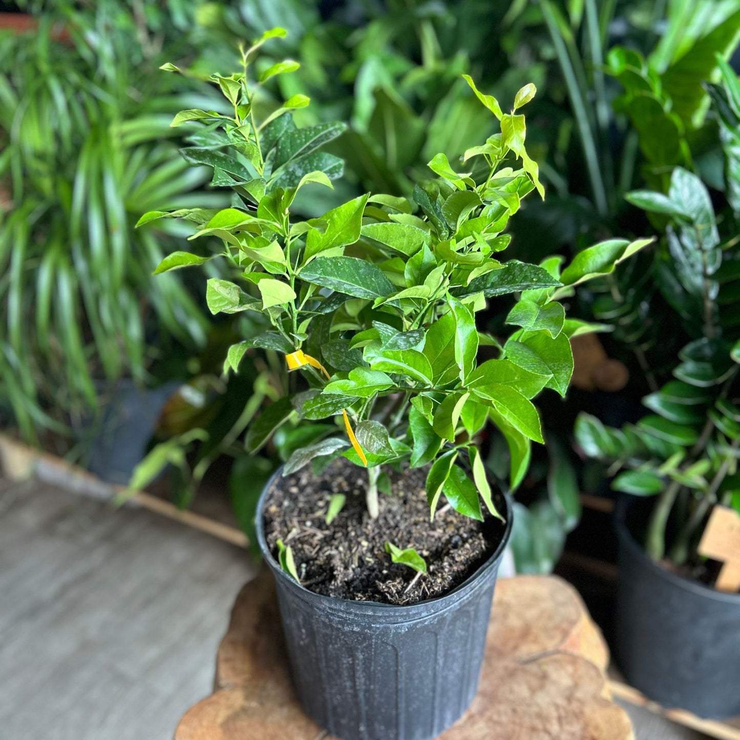 Lemon Tree 10"