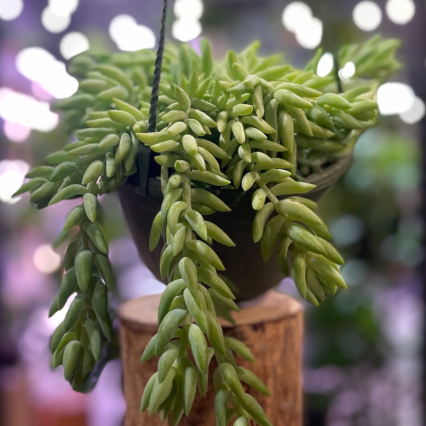 Sedum Donkey's Tail HB 6"