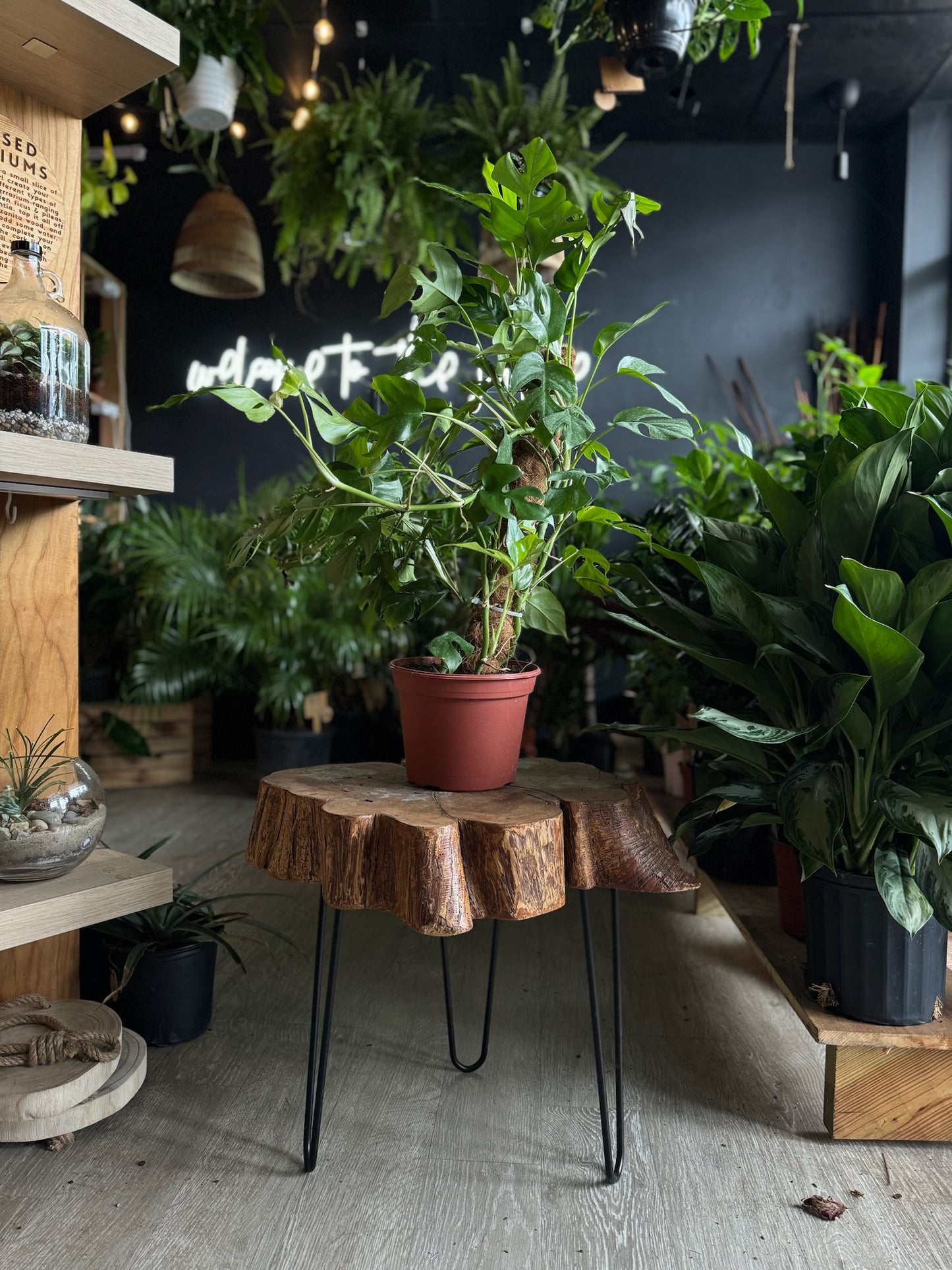 Monstera Minima Bush 8”