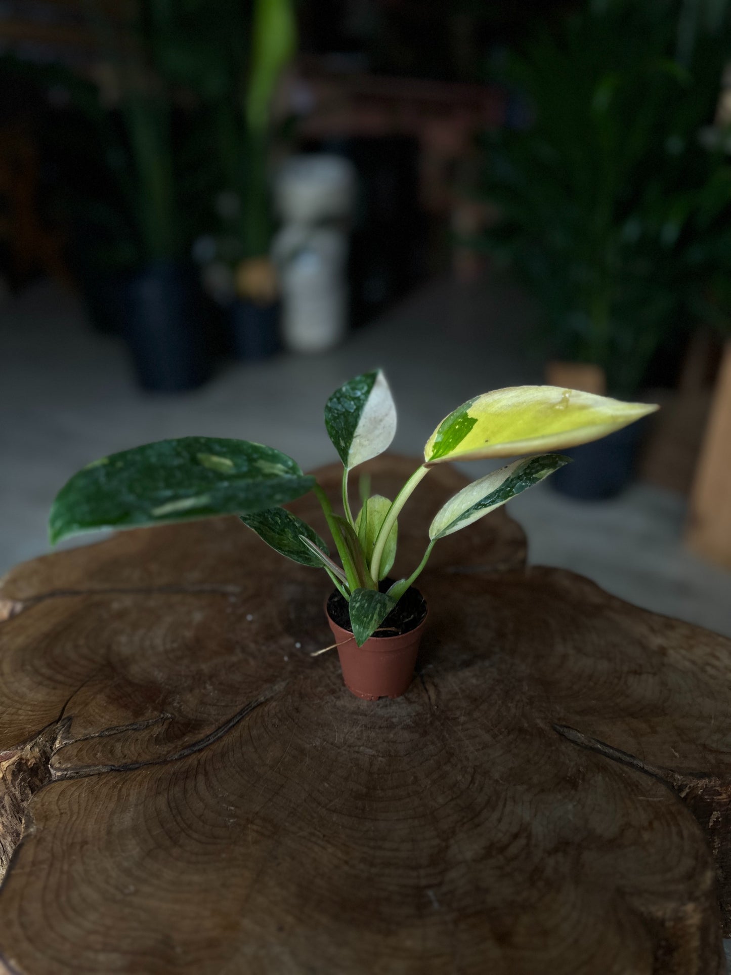 Philodendron Congo Nuclear 2"