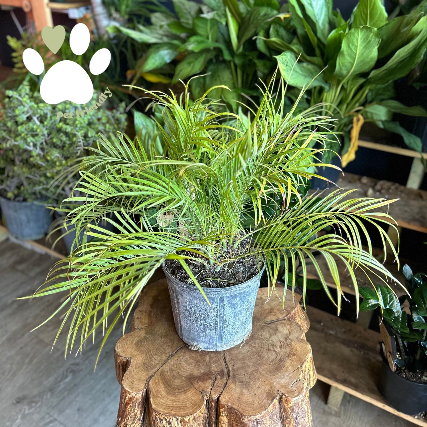 Date Palm 10"