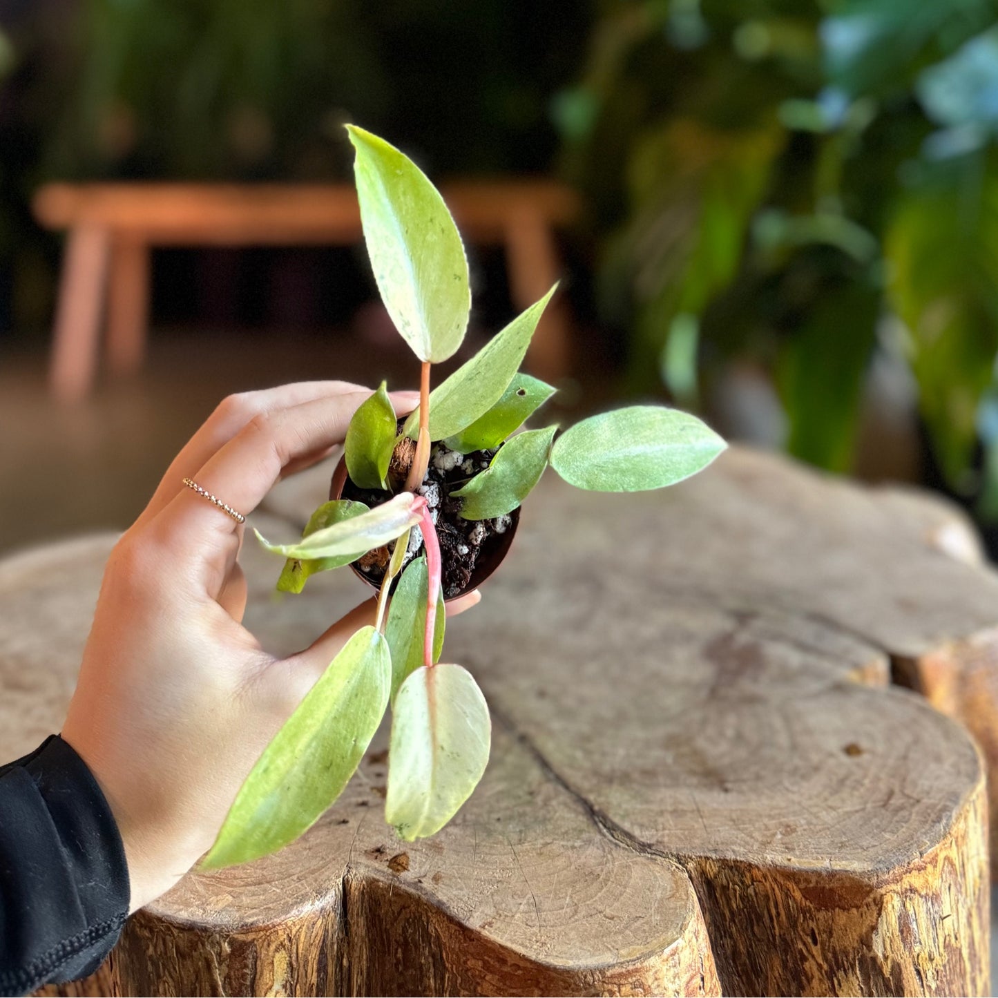 Philodendron Snowdrift 2”