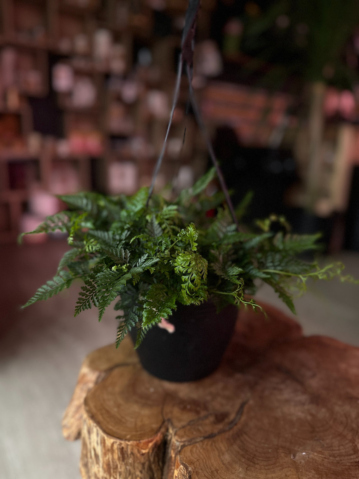 Rabbit Foot Fern 8" HB