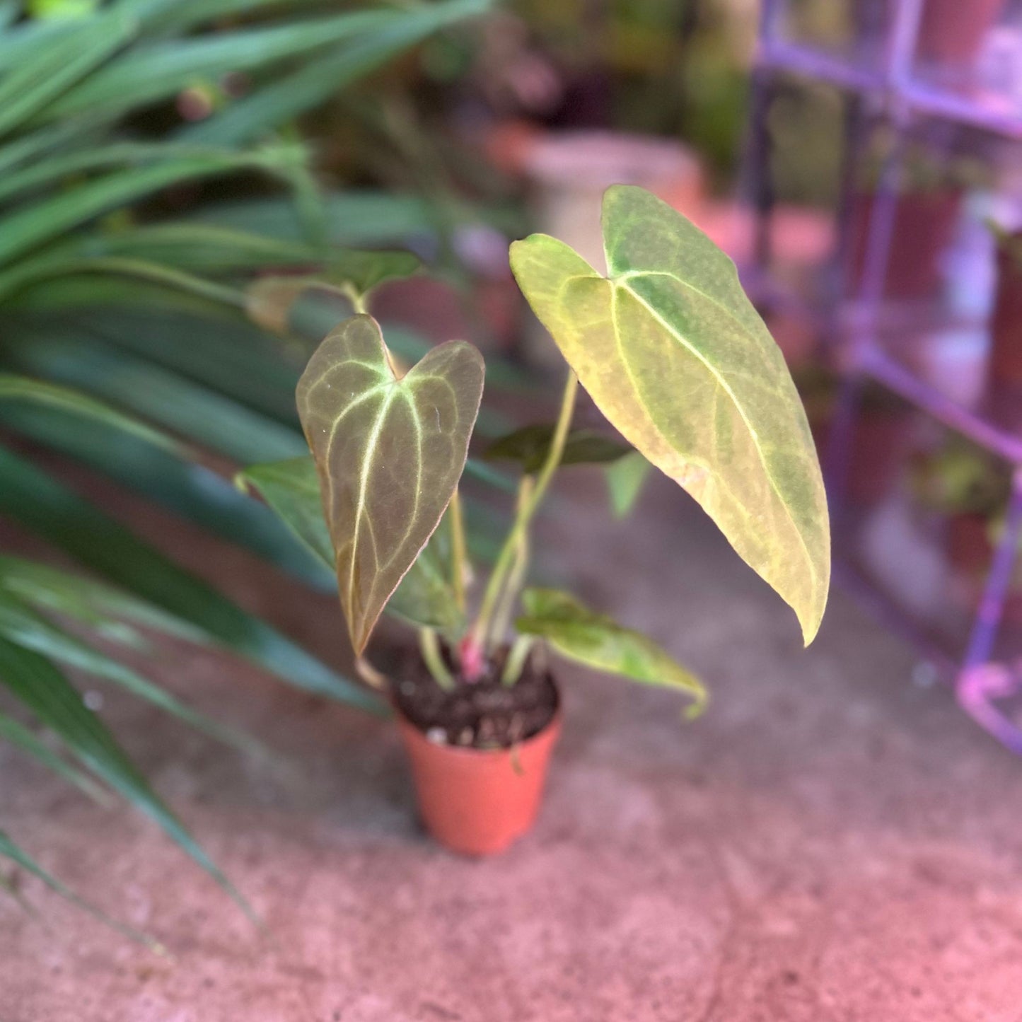 Anthurium Crystallium x Red Crystal 2"