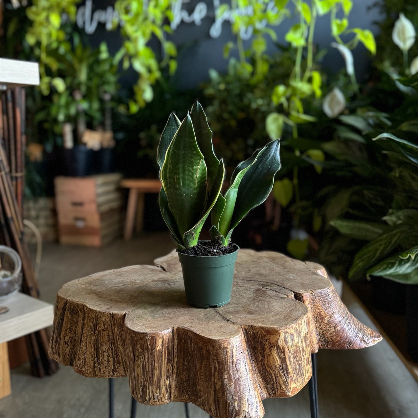 Sansevieria Fabi 4”