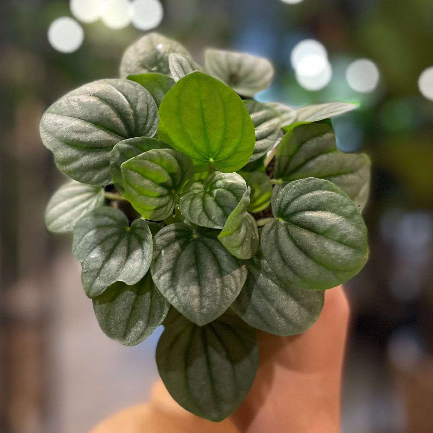 Peperomia Frost 4"