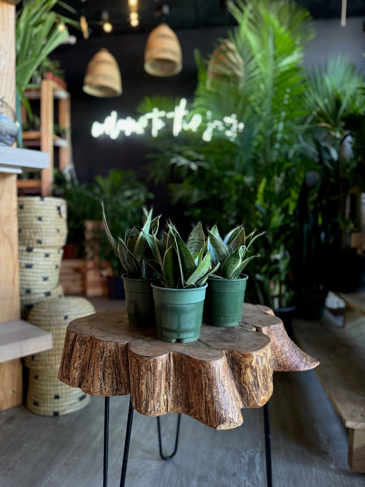 Sansevieria Night Owl 5"